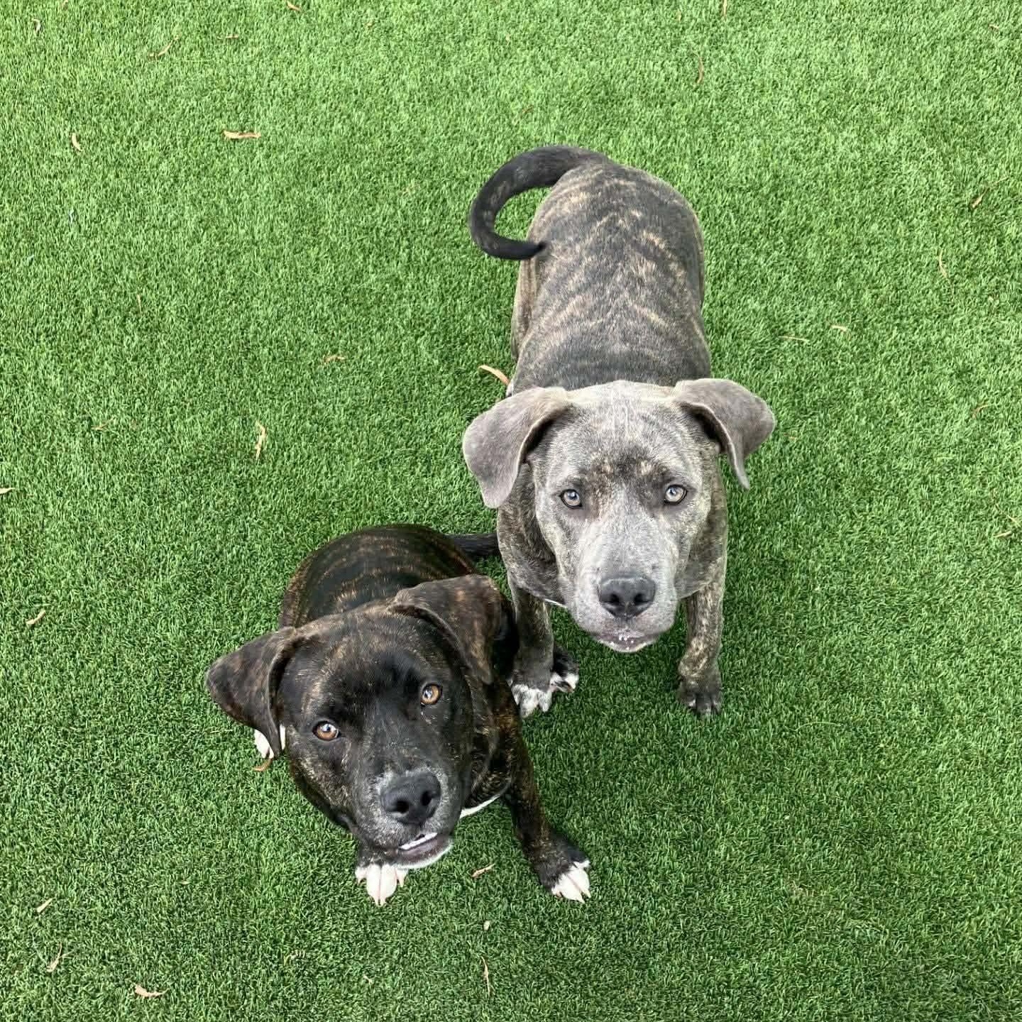 Harrison Ford — thumbnail 5