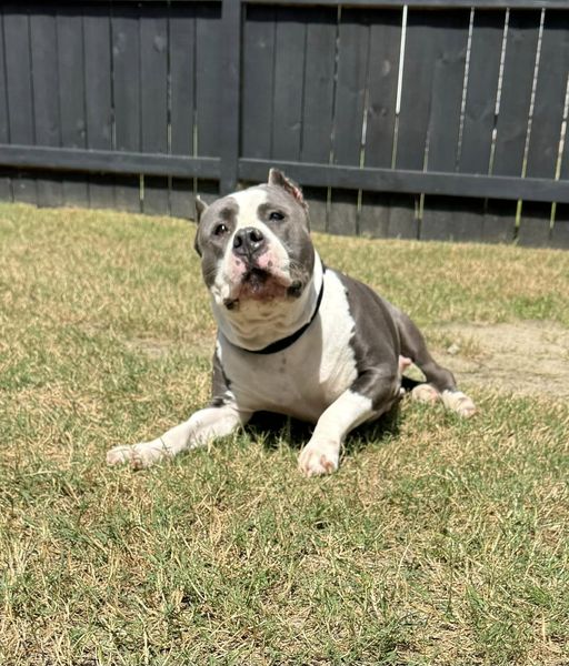 Karma, a Adoptable Pit Bull Terrier in Dunn, NC image 2/4