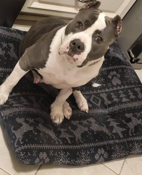 Karma, Adoptable, Adult Female Pit Bull Terrier.