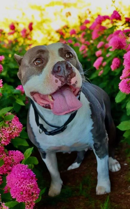 Karma, a Adoptable Pit Bull Terrier in Dunn, NC image 3/4