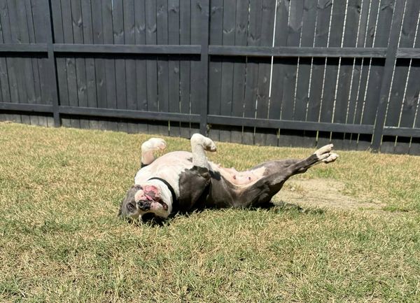 Karma, a Adoptable Pit Bull Terrier in Dunn, NC image 4/4