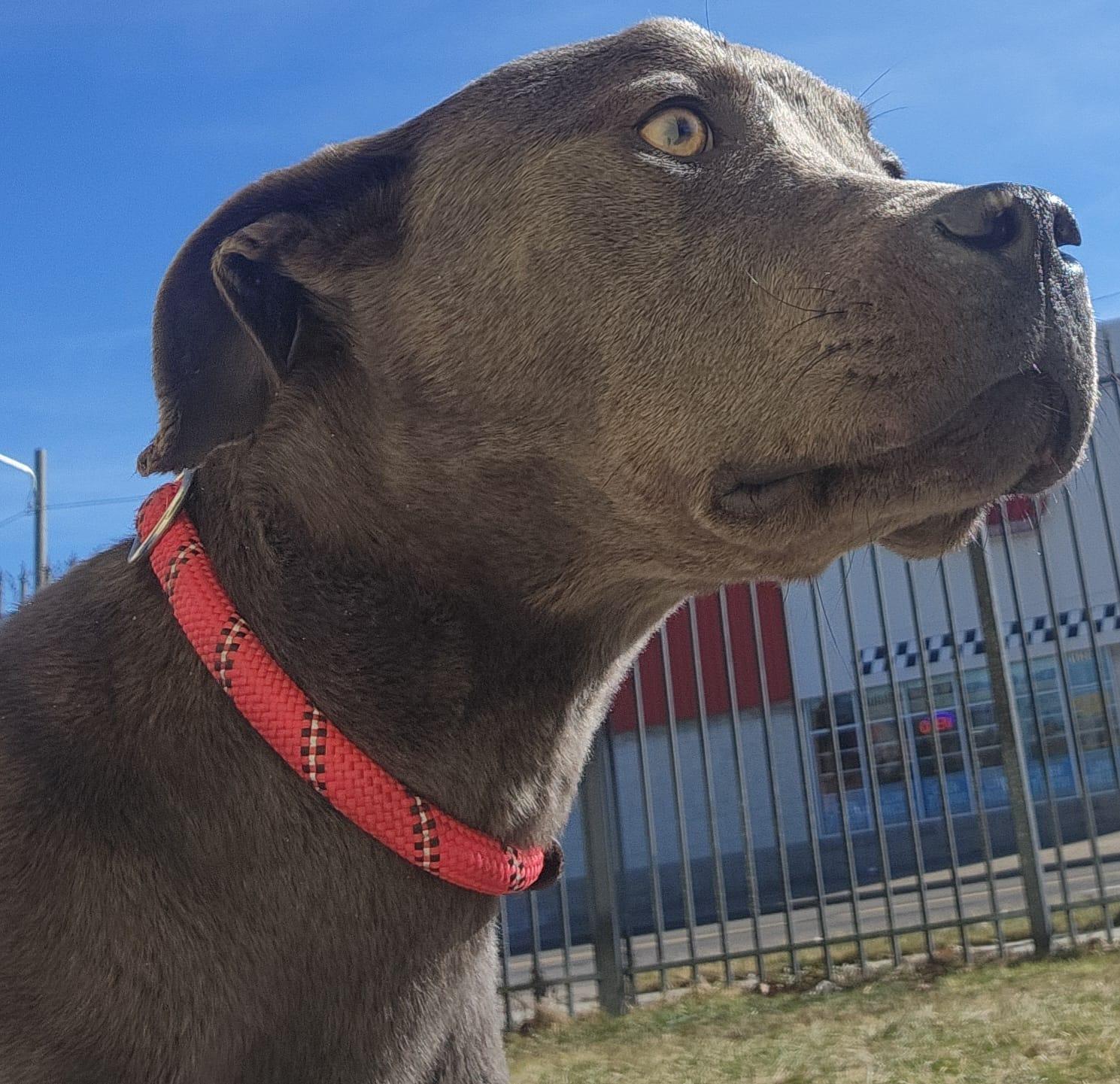 Enlarge Cruz - Needs a foster/forever home!, a Adoptable Terrier in Birmingham, MI image 2/3