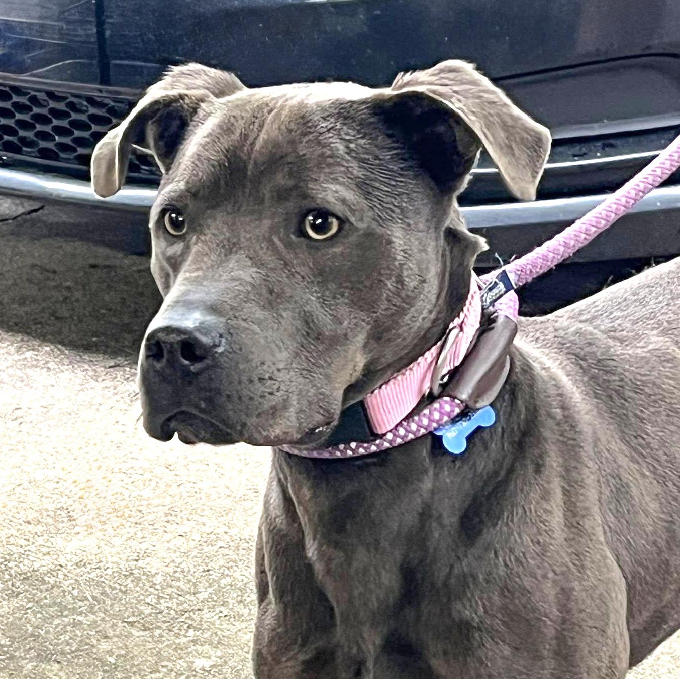 Enlarge Cruz - Needs a foster/forever home!, a Adoptable Terrier in Birmingham, MI image 1/3