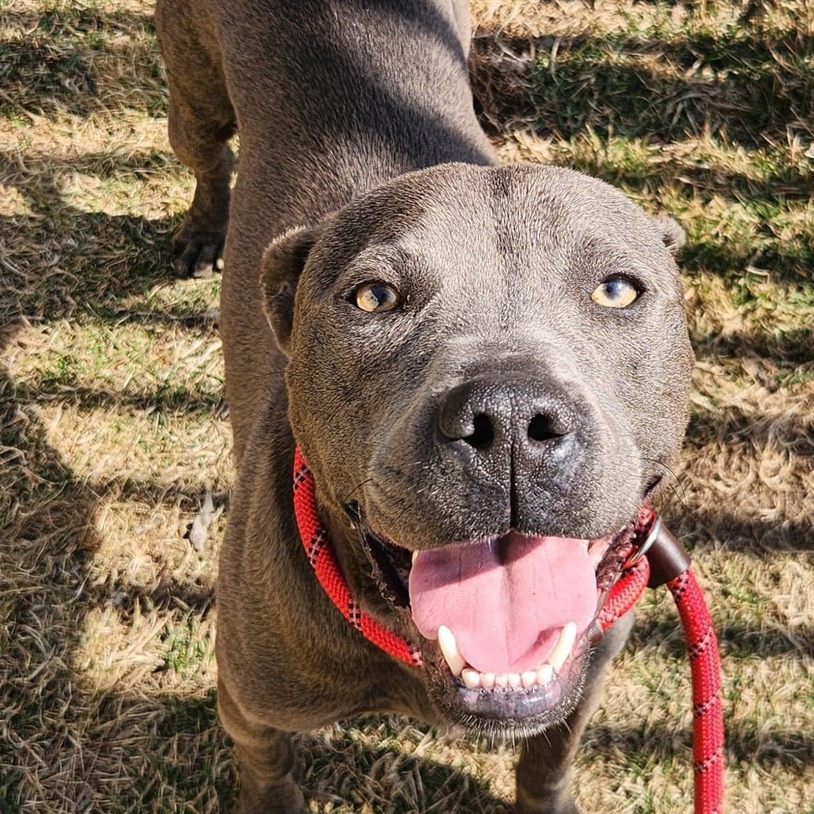 Enlarge Cruz - Needs a foster/forever home!, a Adoptable Terrier in Birmingham, MI image 3/3