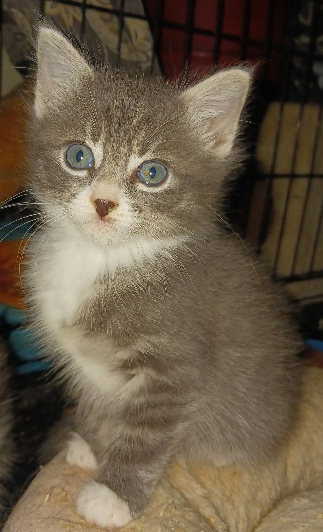 Romeo & Juliet, Adoptable, Kitten Male Tabby.