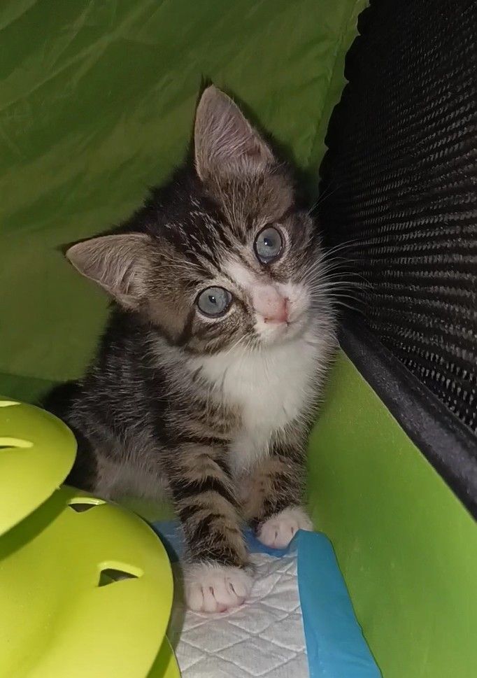 Enlarge Romeo & Juliet, a Adoptable Tabby in Nutley, NJ image 2/4