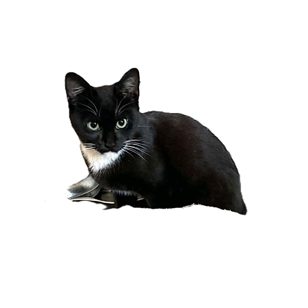 Enlarge Maurice, a Adoptable Domestic Medium Hair in Escondido, CA image 2/6