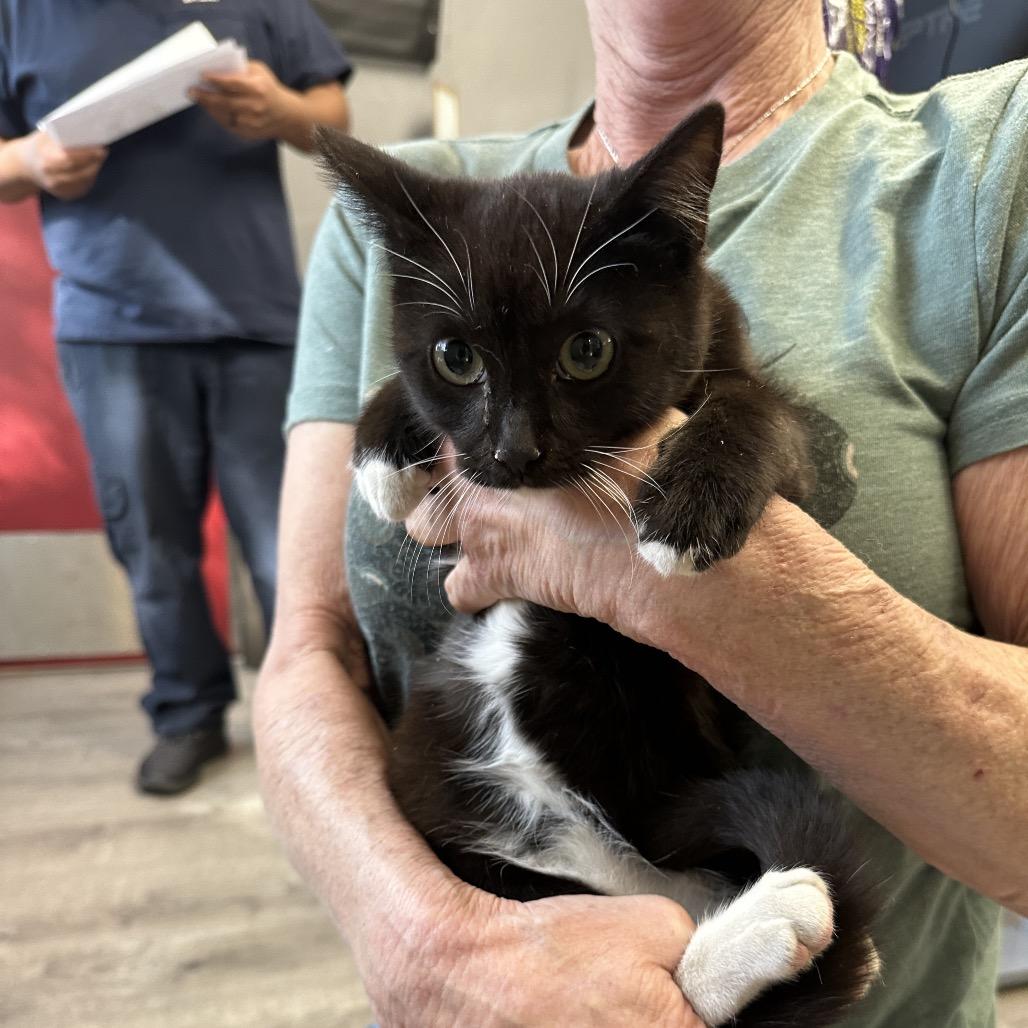 Enlarge Maurice, a Adoptable Domestic Medium Hair in Escondido, CA image 3/6