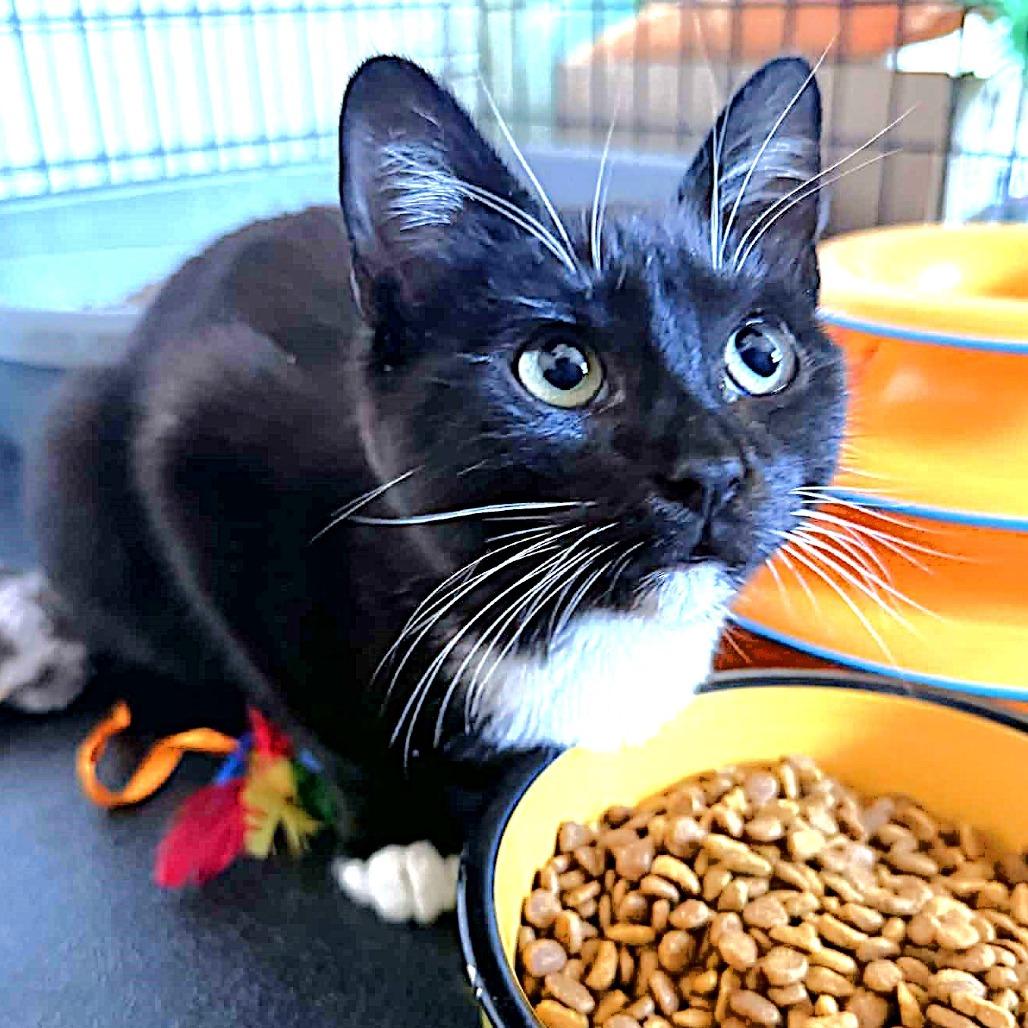 Enlarge Maurice, a Adoptable Domestic Medium Hair in Escondido, CA image 4/6