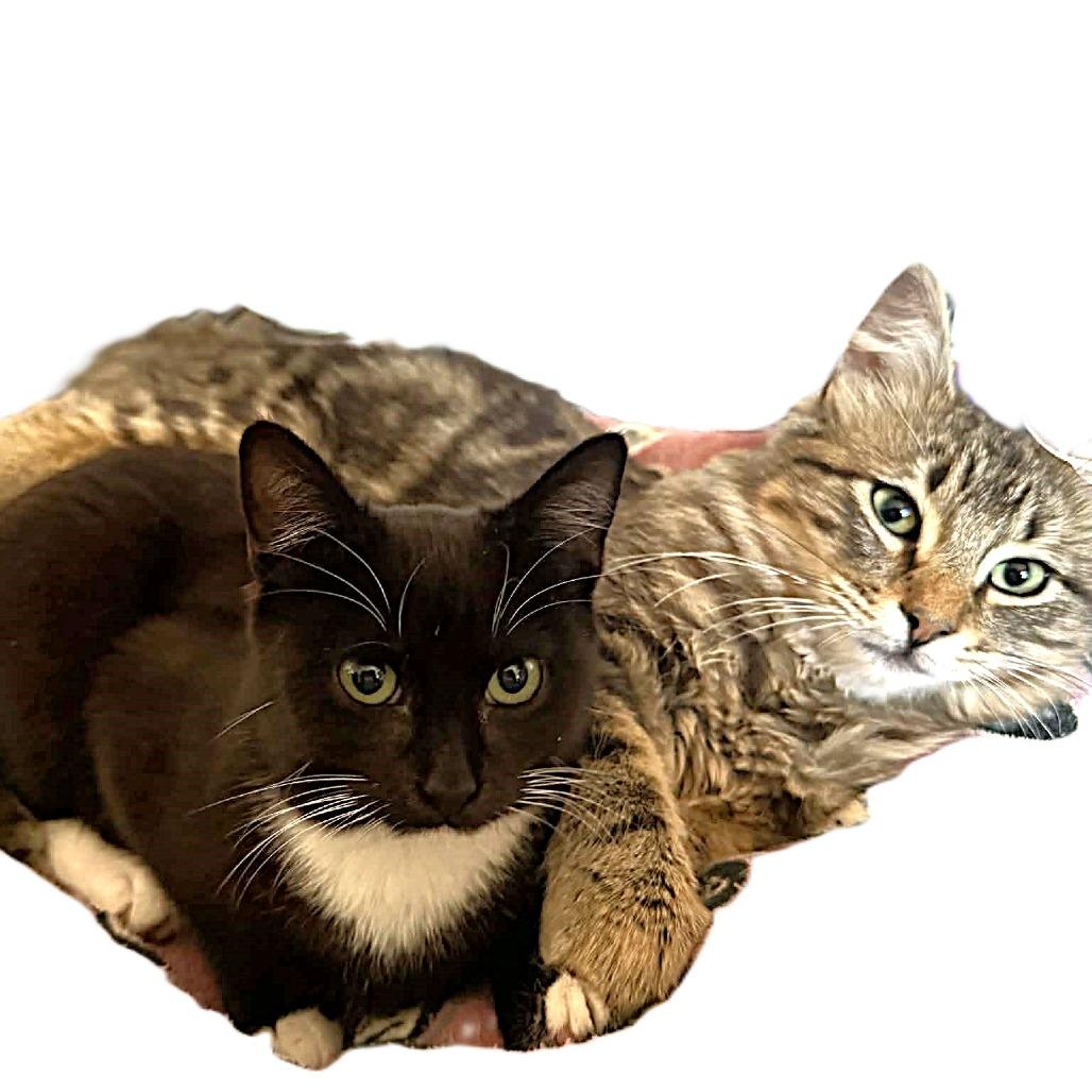 Enlarge Maurice, a Adoptable Domestic Medium Hair in Escondido, CA image 6/6