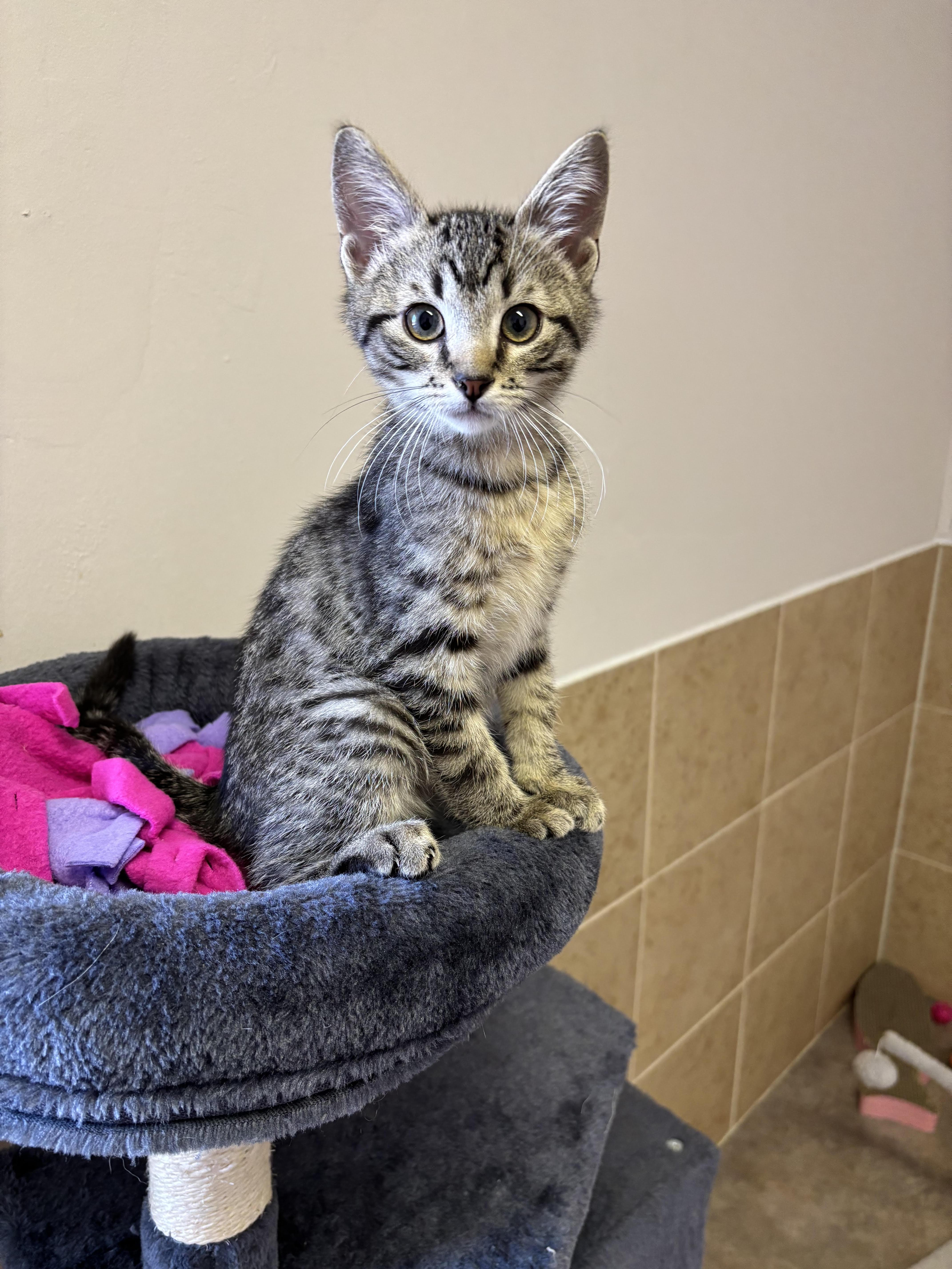Drex, an adoptable Domestic Short Hair in Rock Springs, WY, 82901 | Photo Image 1