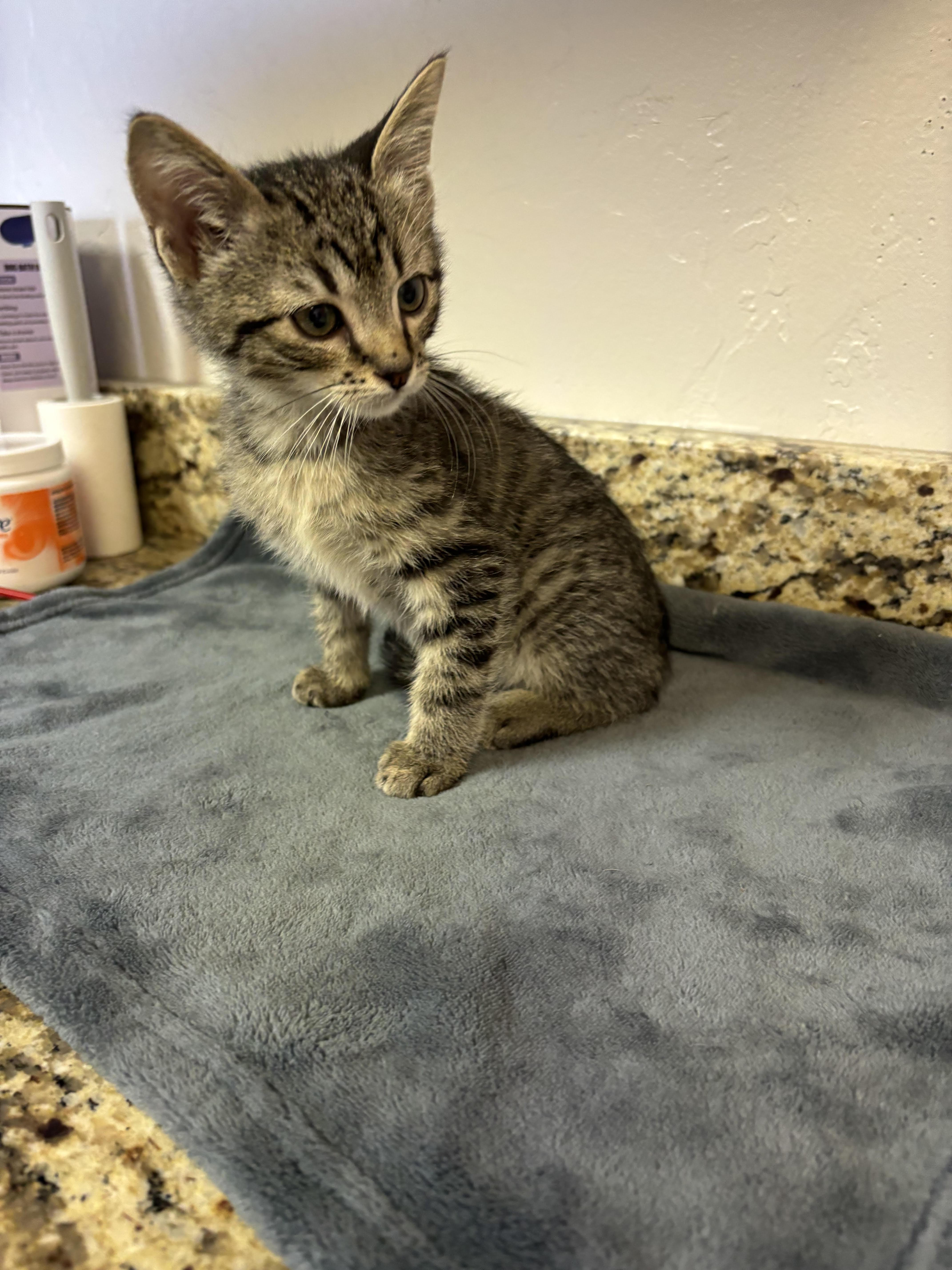 Drex, an adoptable Domestic Short Hair in Rock Springs, WY, 82901 | Photo Image 2