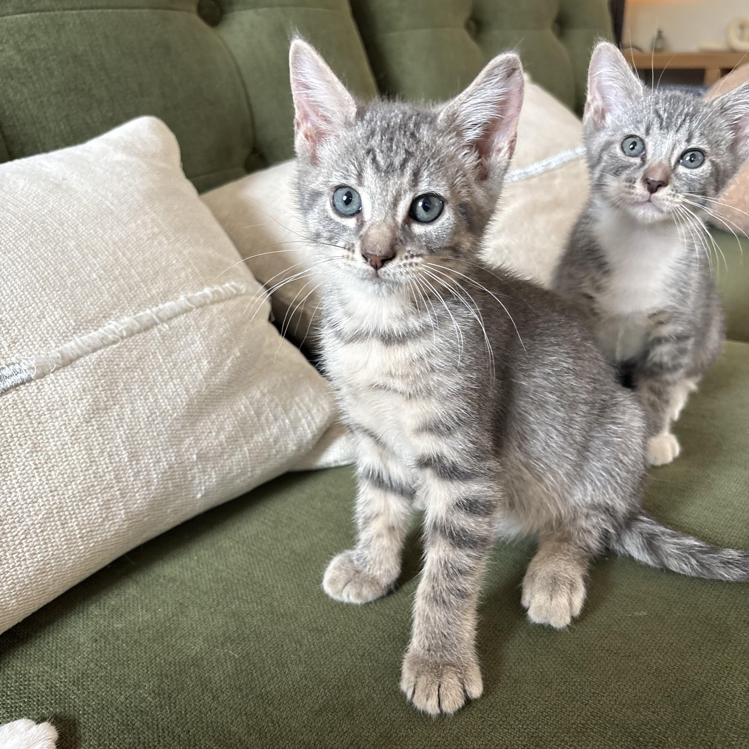 Enlarge Carnation, a Adoptable Domestic Short Hair in BROOKLYN, NY image 4/4