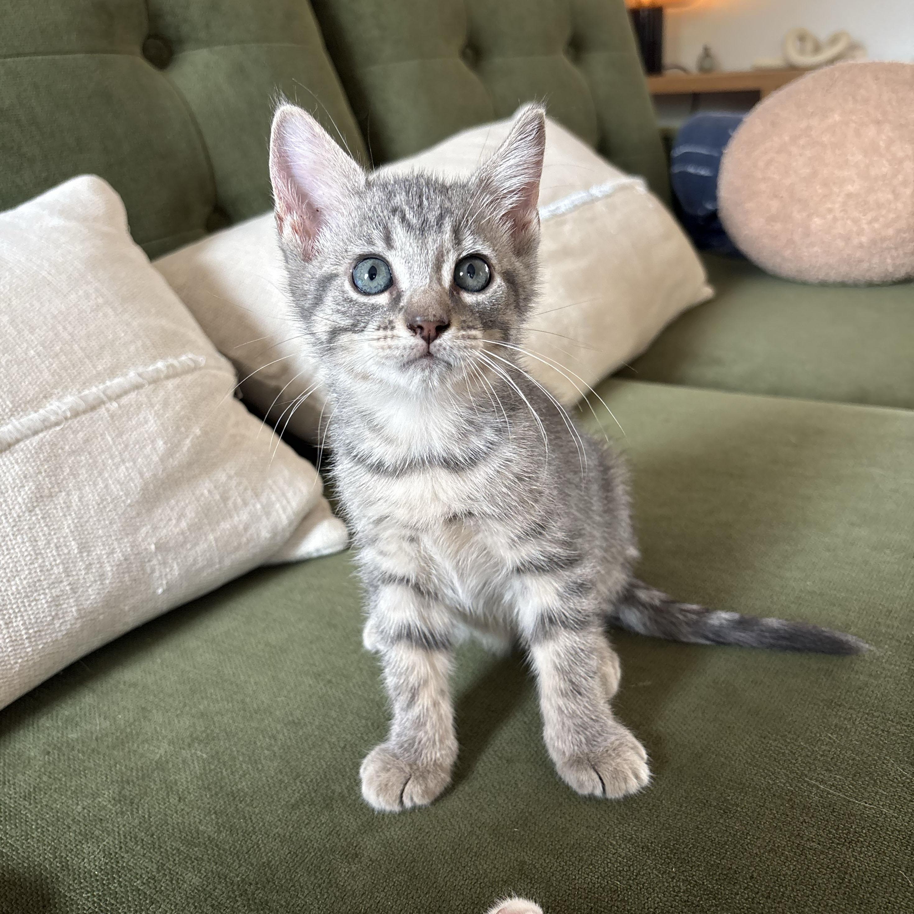 Enlarge Carnation, a Adoptable Domestic Short Hair in BROOKLYN, NY image 2/4