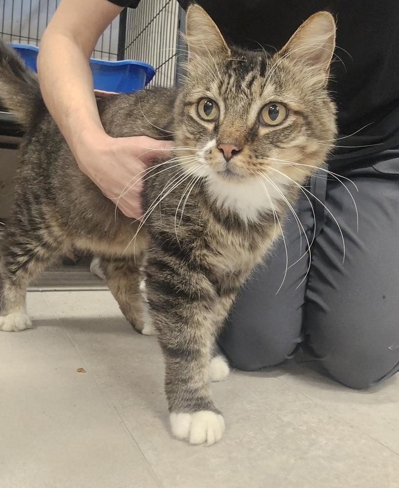 Enlarge Helios, a Adoptable Domestic Long Hair in Dickson, TN image 1/1