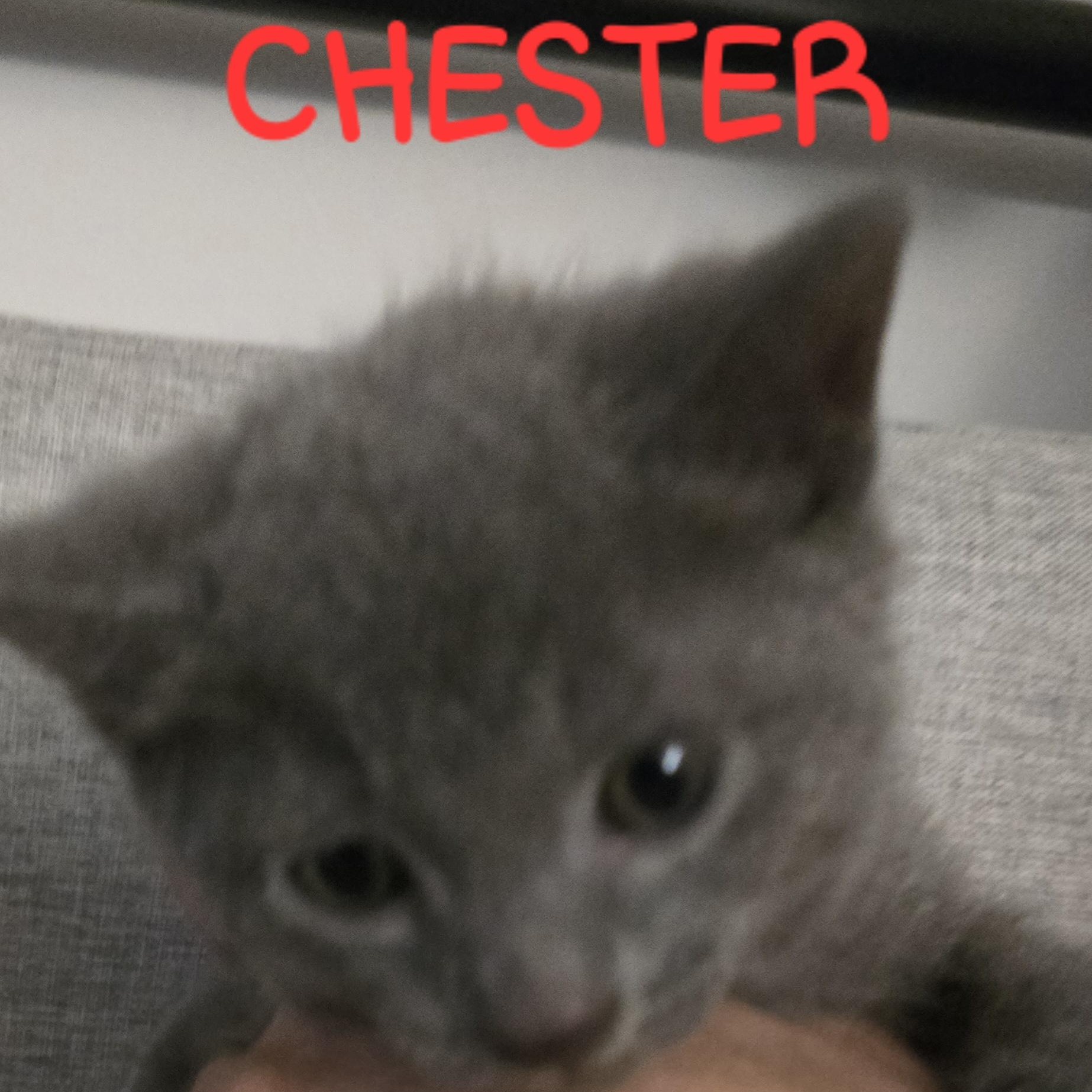 Chester photo 2