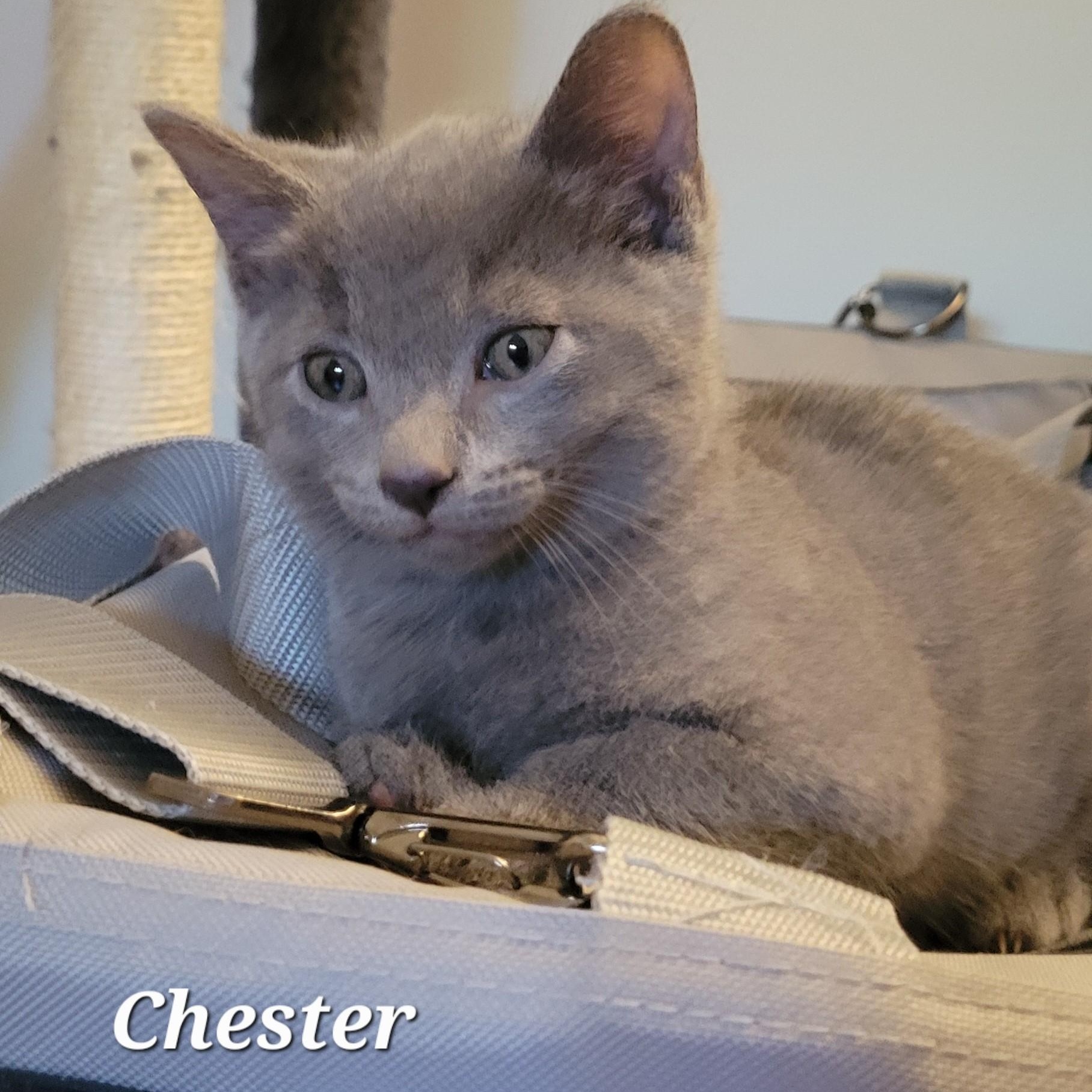 Chester, Baby Male Domestic Short Hair