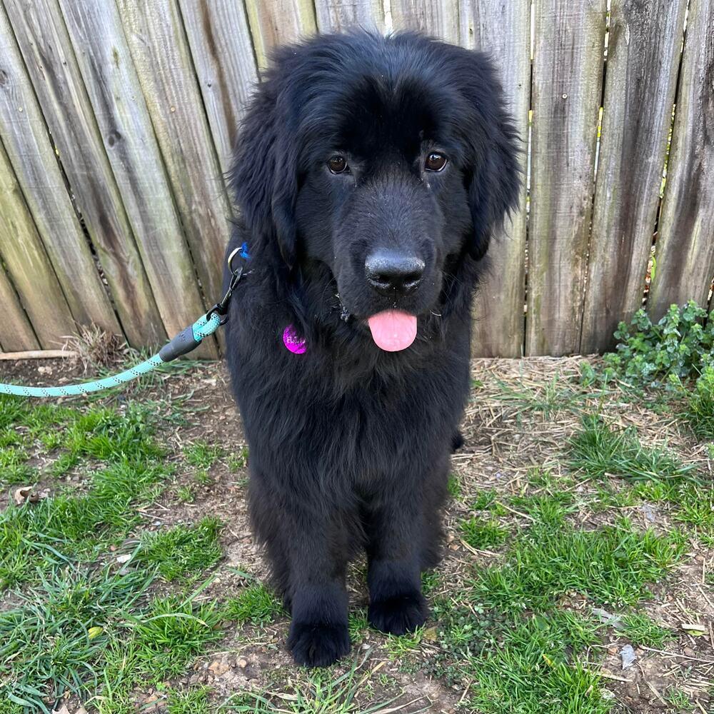 Eloise, a Adopted Newfoundland Dog in Gales Ferry, CT image 1/5