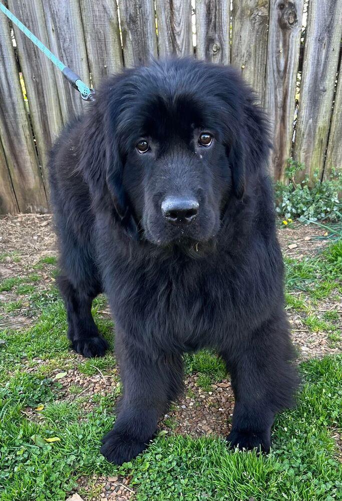 Eloise, a Adopted Newfoundland Dog in Gales Ferry, CT image 2/5