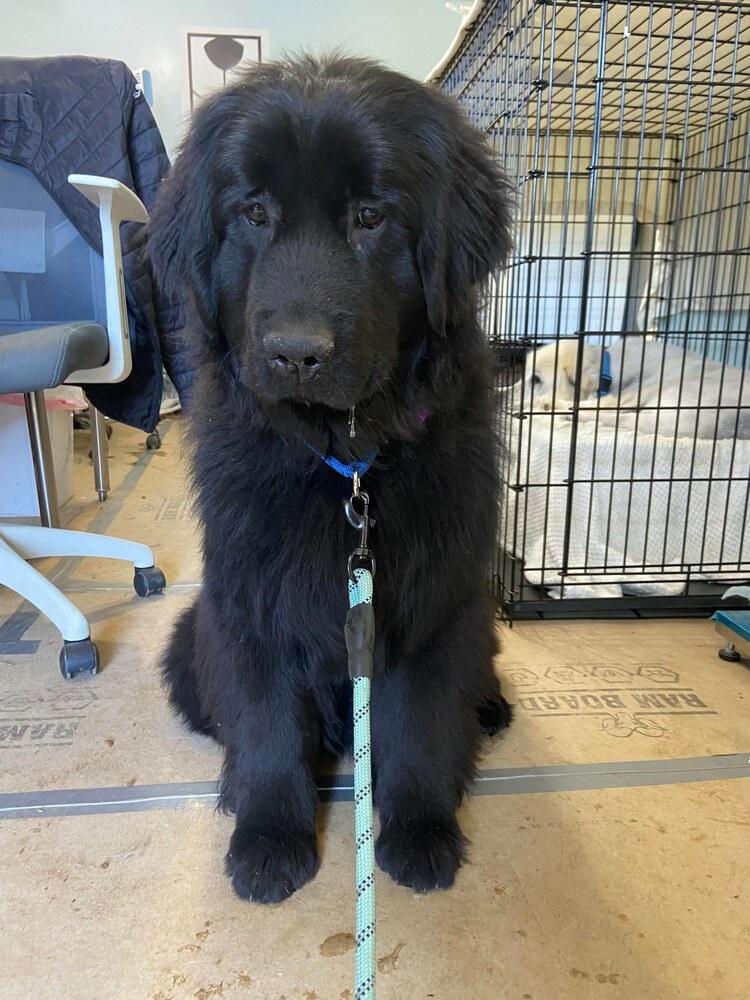 Eloise, a Adopted Newfoundland Dog in Gales Ferry, CT image 3/5