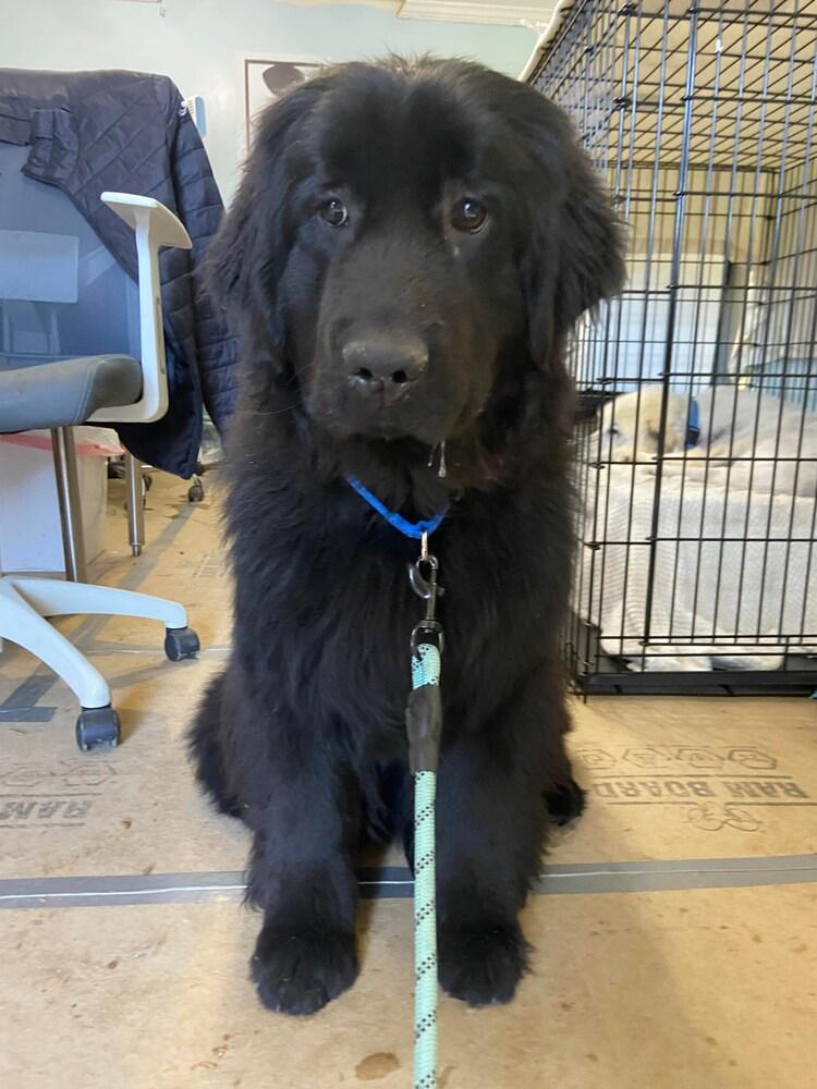 Eloise, Adopted, Young Female Newfoundland Dog.