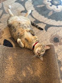 Ladybug, an adoptable Domestic Short Hair in Hillsboro, OR, 97006 | Photo Image 5