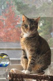 Ladybug, an adoptable Domestic Short Hair in Hillsboro, OR, 97006 | Photo Image 4