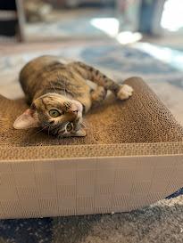 Ladybug, a Adoptable Domestic Short Hair in Hillsboro, OR image 6/6