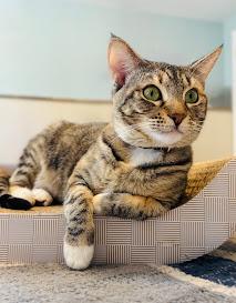 Ladybug, a Adoptable Domestic Short Hair in Hillsboro, OR image 1/6