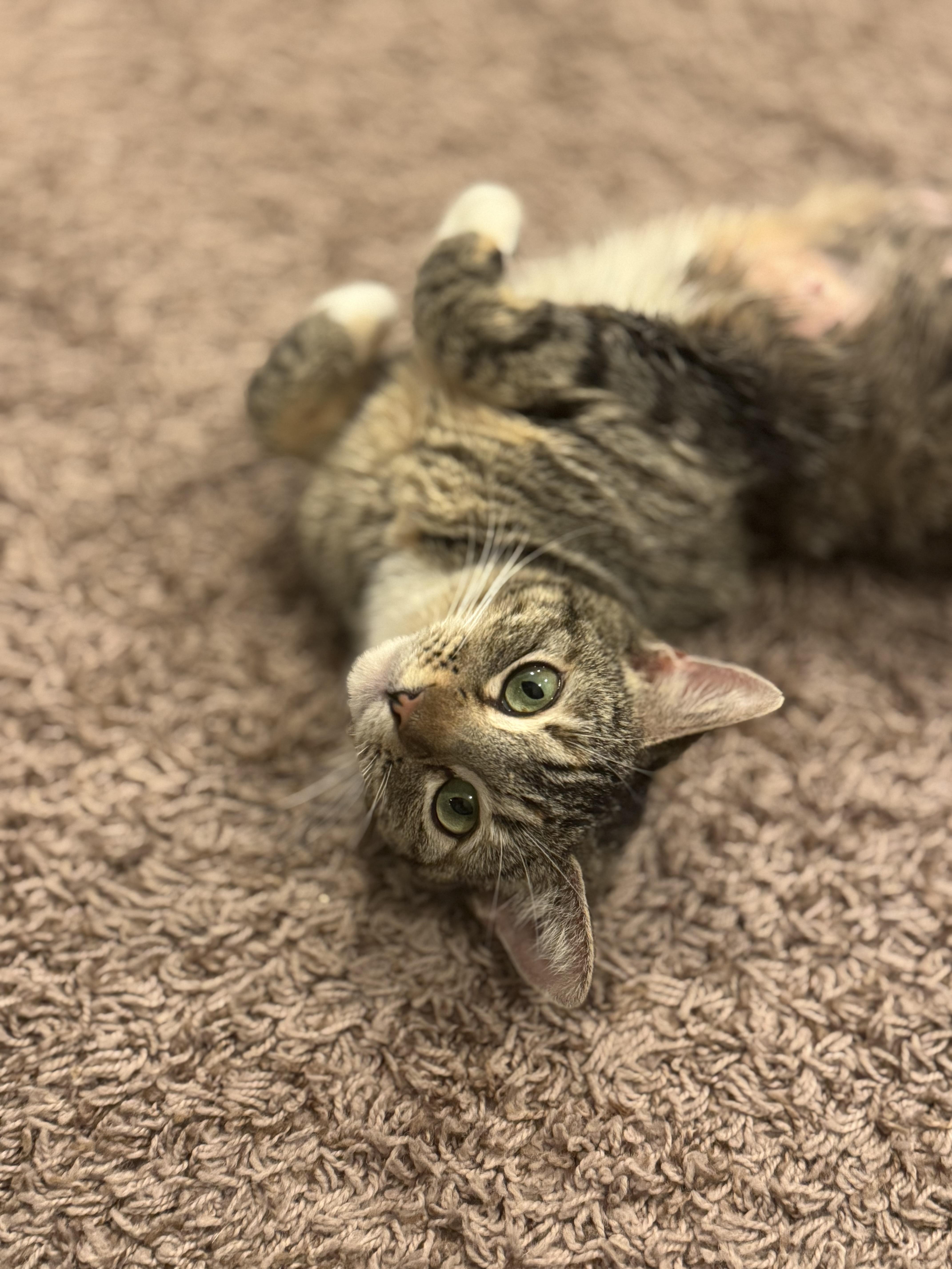 Ladybug, an adoptable Domestic Short Hair in Hillsboro, OR, 97006 | Photo Image 3