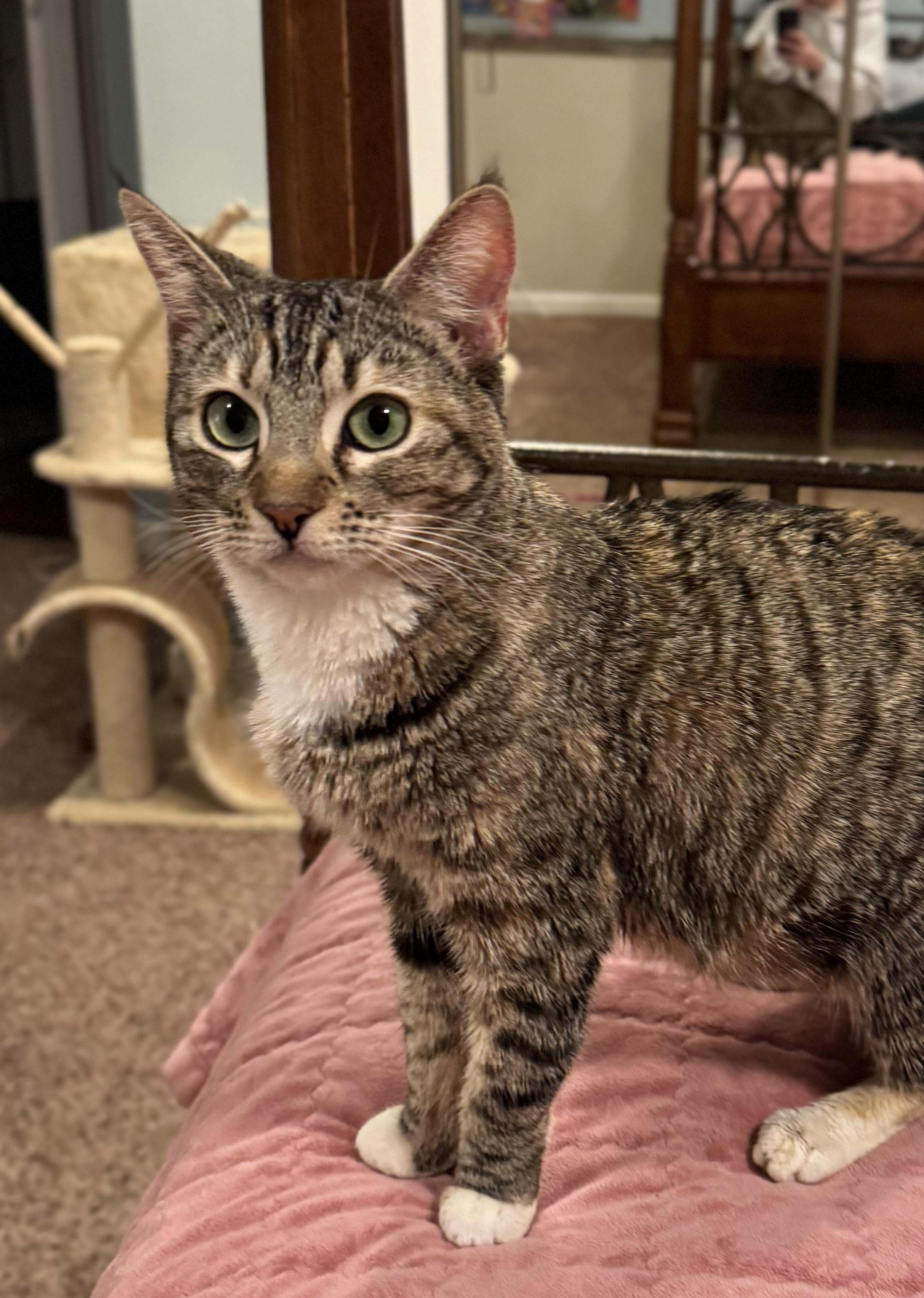 Ladybug, Adoptable, Adult Female Domestic Short Hair.