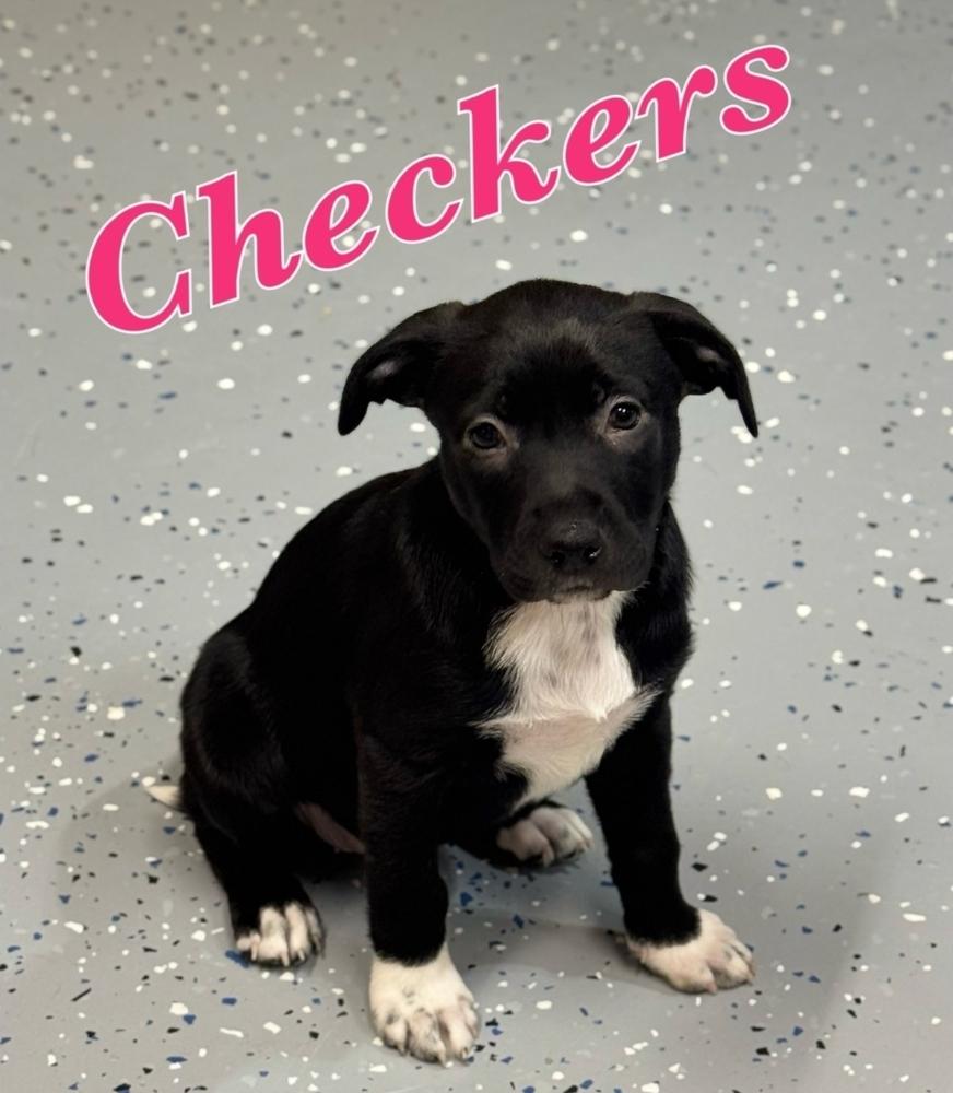 Checkers, Adoptable, Puppy Female Labrador Retriever & Pointer.