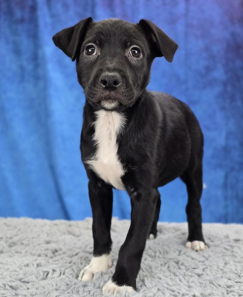 Checkers, a Adoptable mixed breed in Sedalia, CO image 2/5