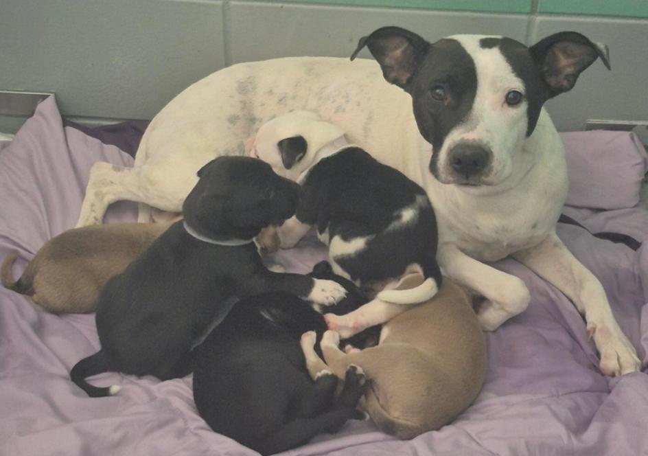 Checkers, a Adoptable mixed breed in Sedalia, CO image 4/5