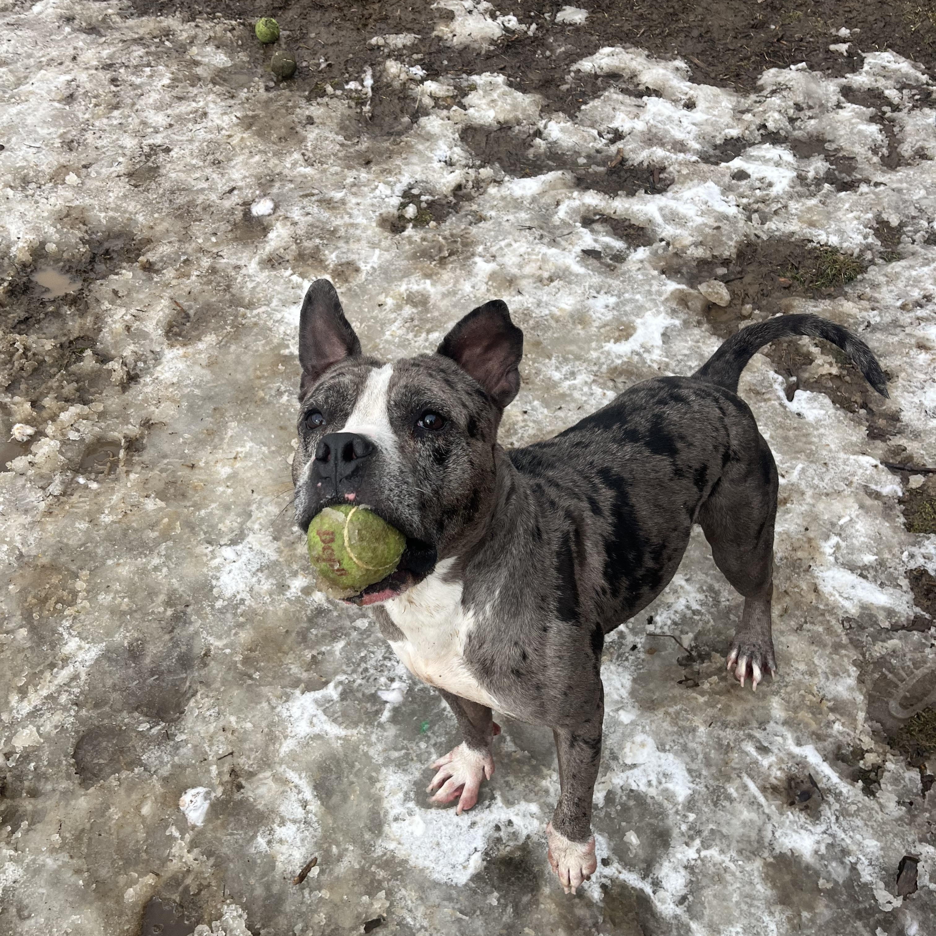 Enlarge Clifford, a Adoptable mixed breed in Yonkers, NY image 6/6