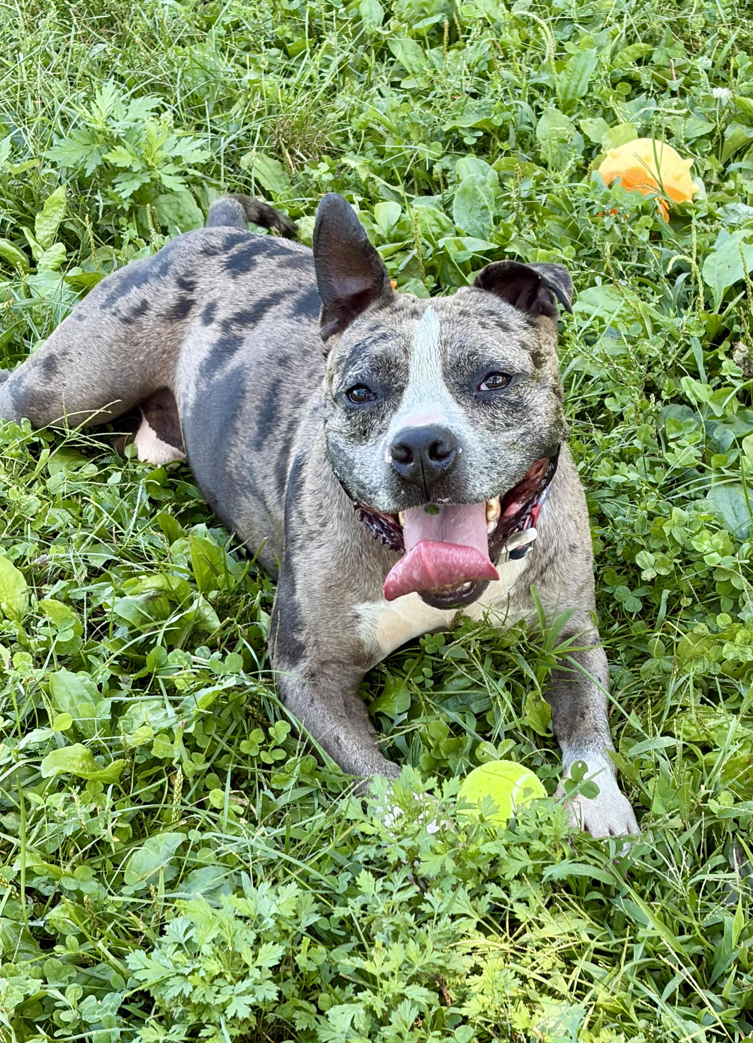Clifford, Adoptable, Young Male American Bully & American Staffordshire Terrier.