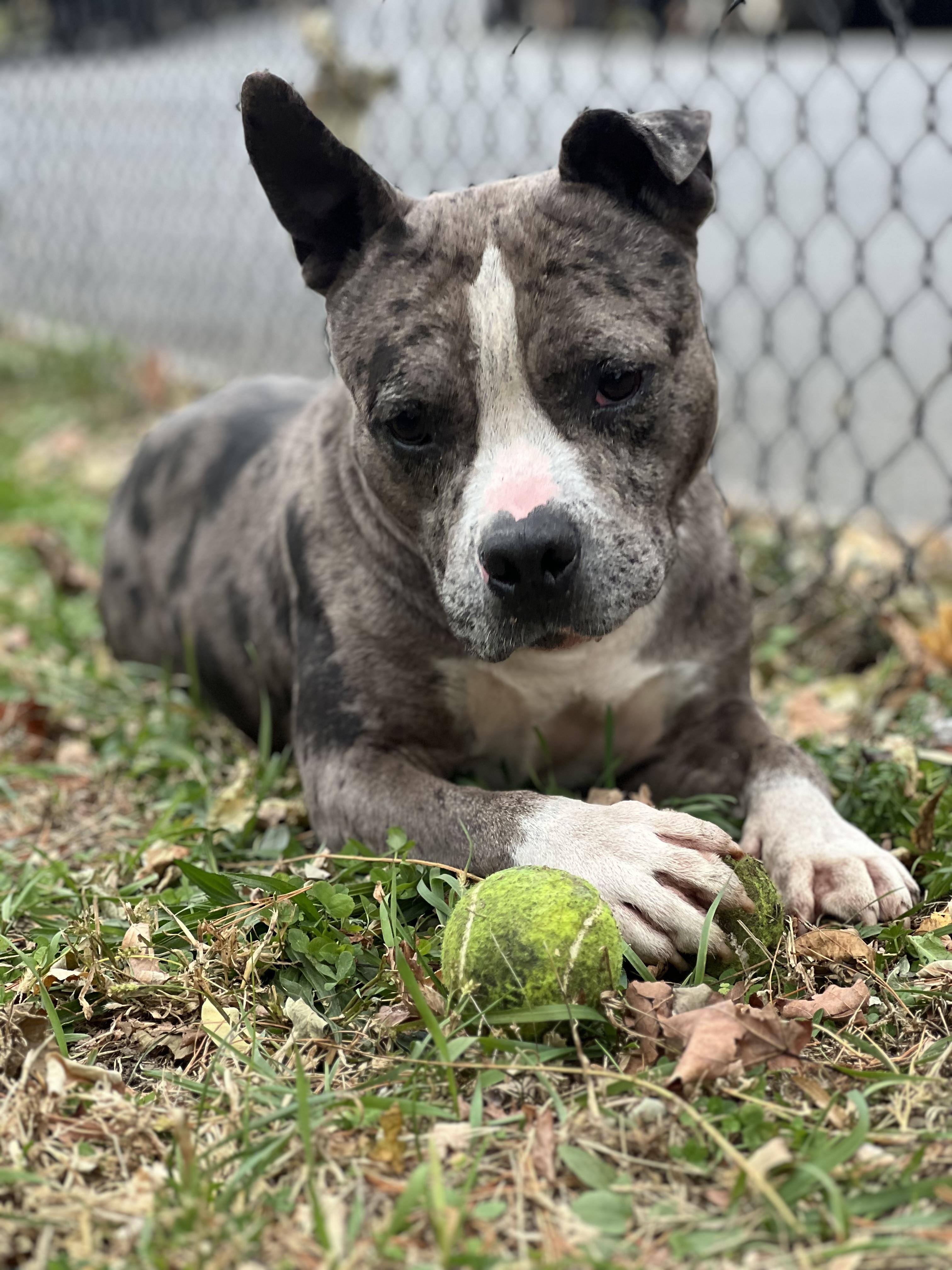 Enlarge Clifford, a Adoptable mixed breed in Yonkers, NY image 4/6