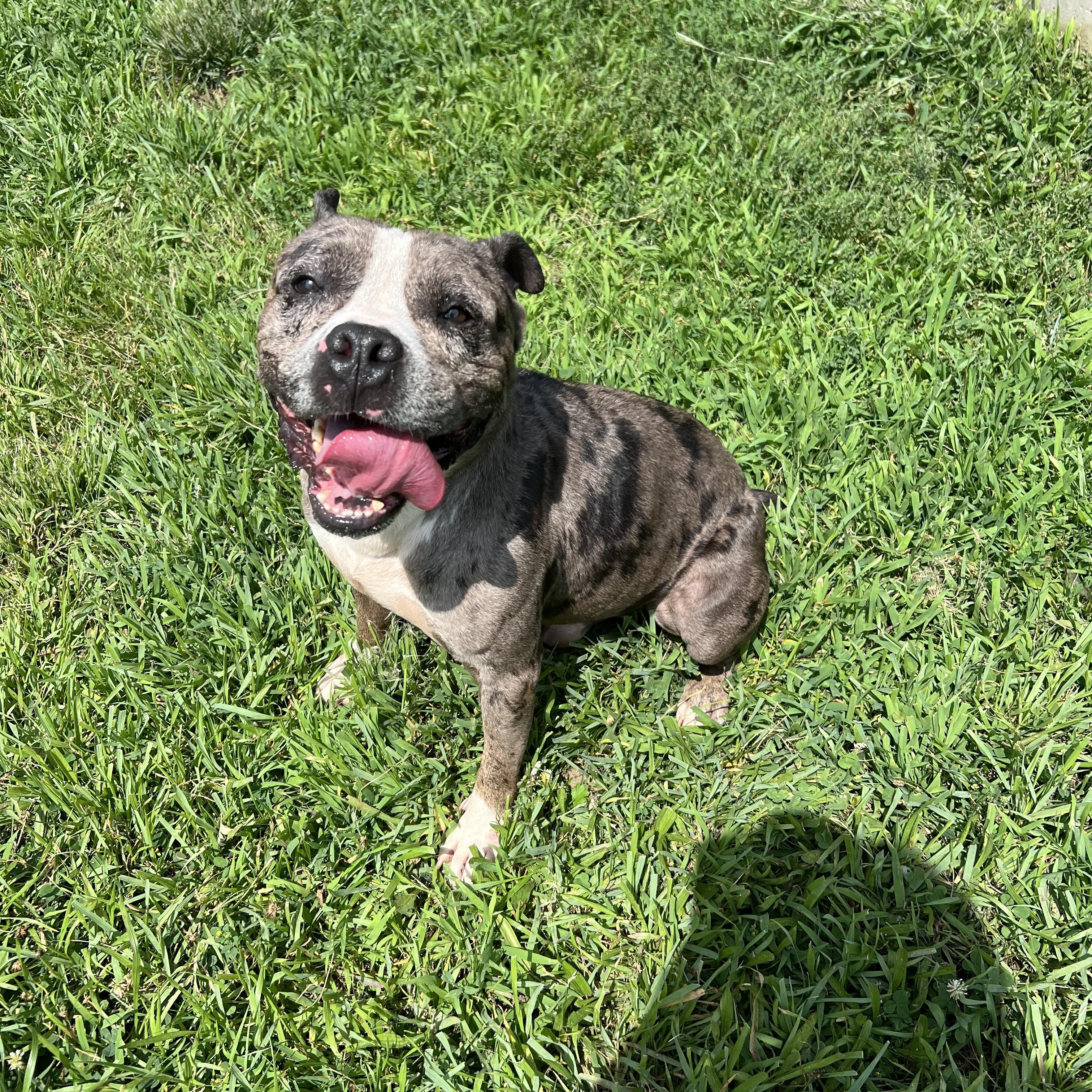 Clifford American Bully Dog