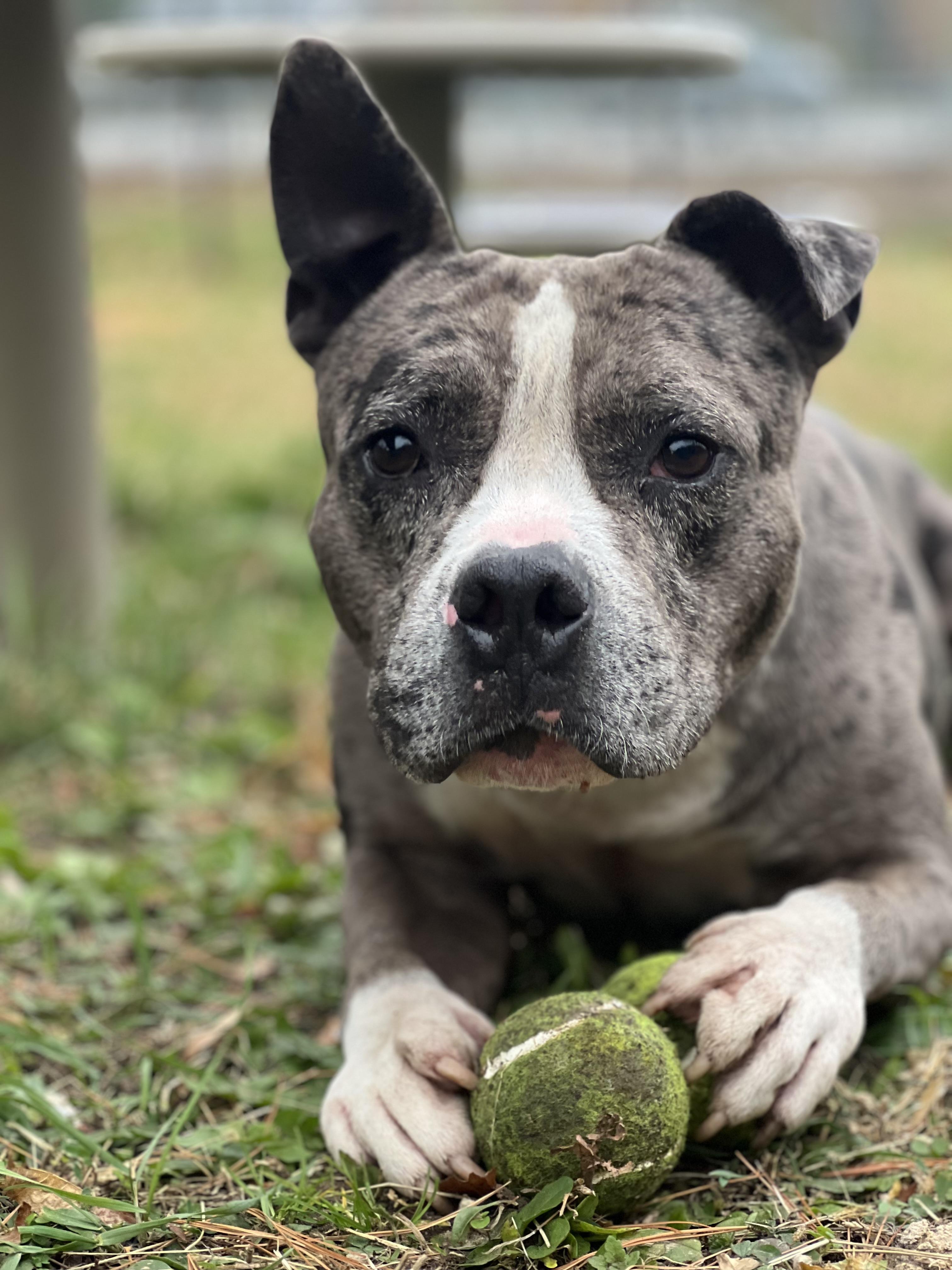 Clifford, Adoptable, Young Male American Bully & American Staffordshire Terrier.