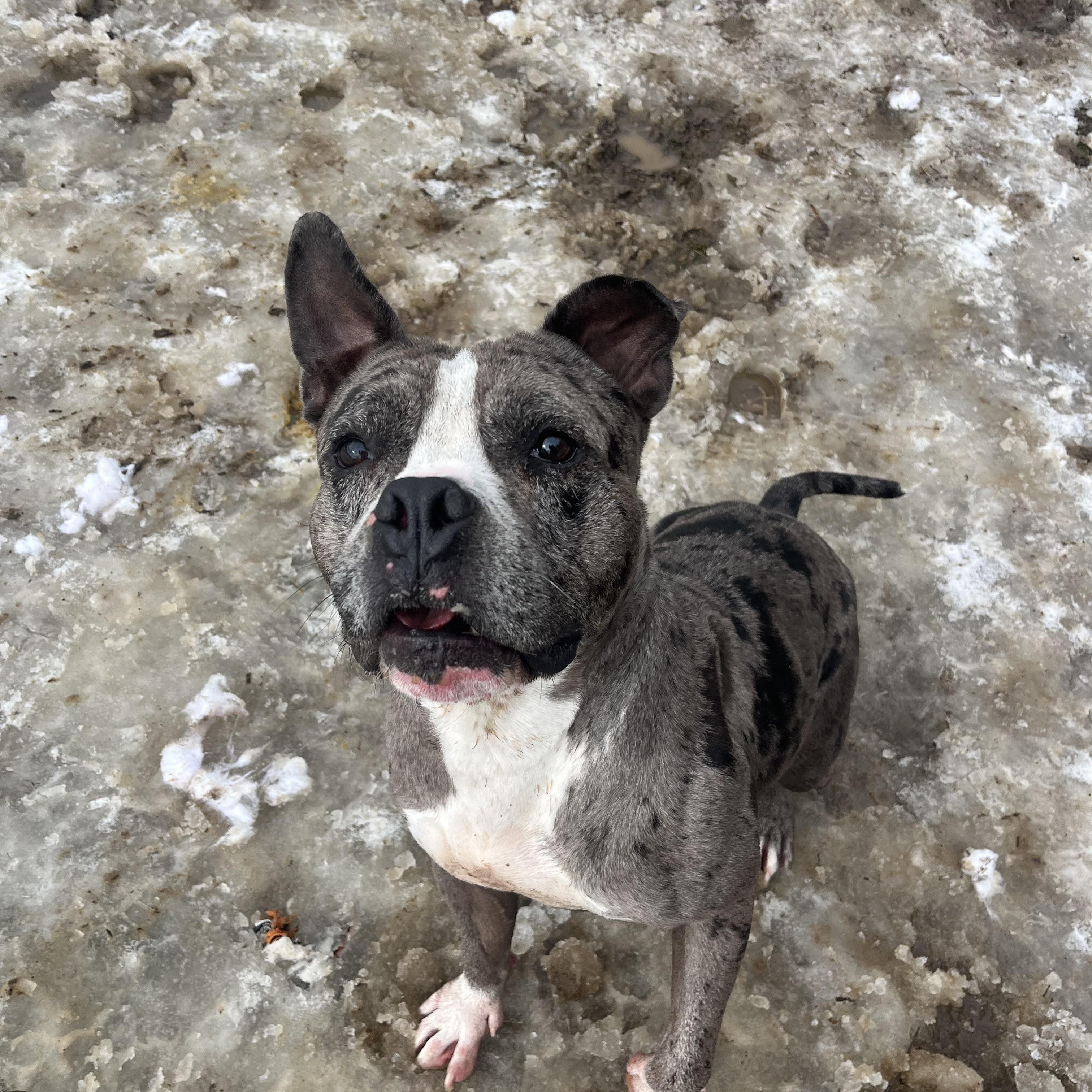 Enlarge Clifford, a Adoptable mixed breed in Yonkers, NY image 5/6