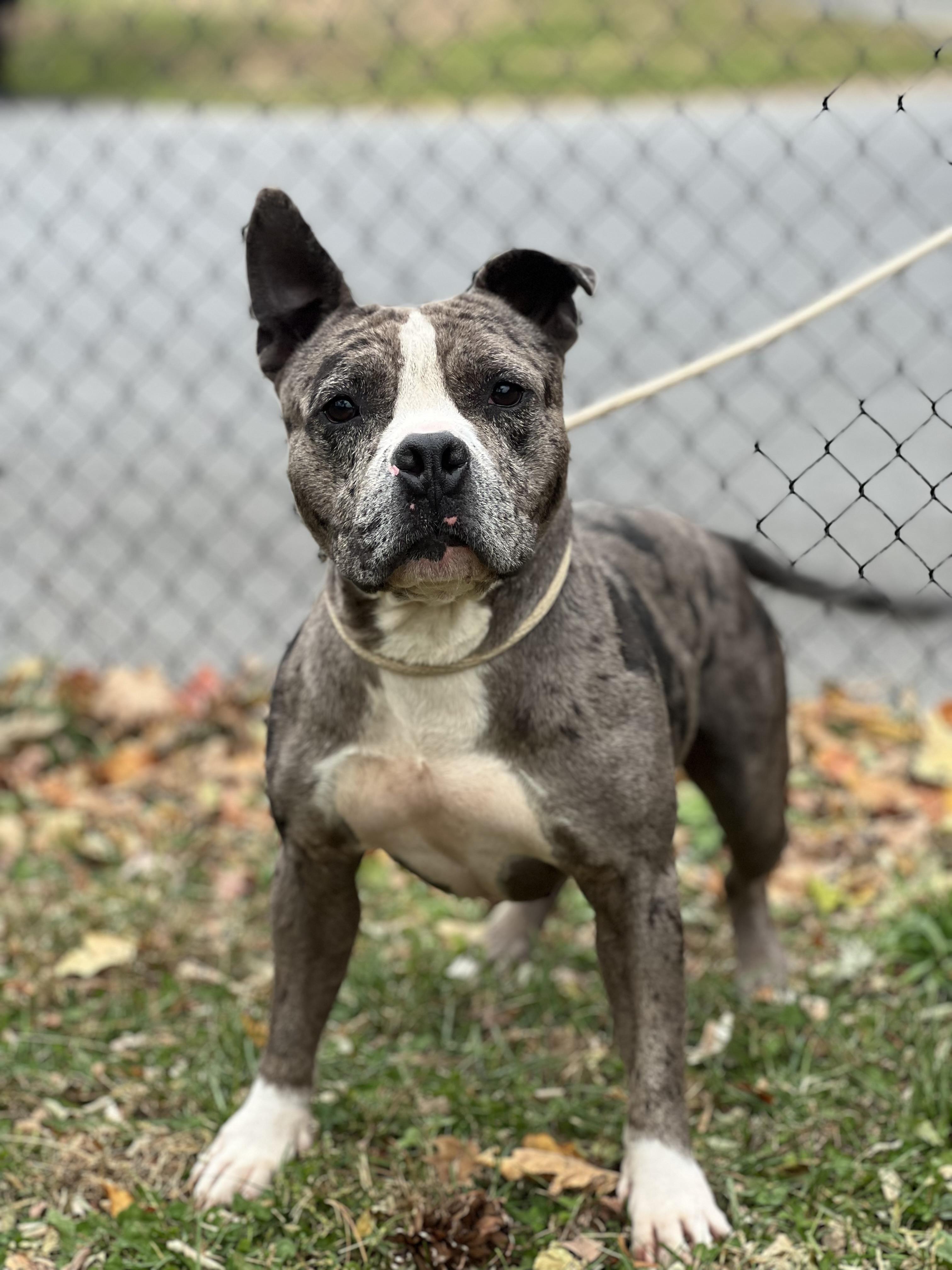 Enlarge Clifford, a Adoptable mixed breed in Yonkers, NY image 3/6