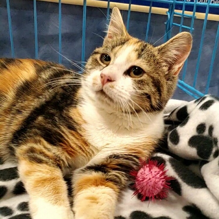 Witchy Poo, a Adopted Domestic Short Hair in Winchester, VA image 1/2