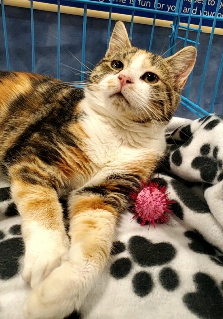 Witchy Poo, a Adopted Domestic Short Hair in Winchester, VA image 2/2