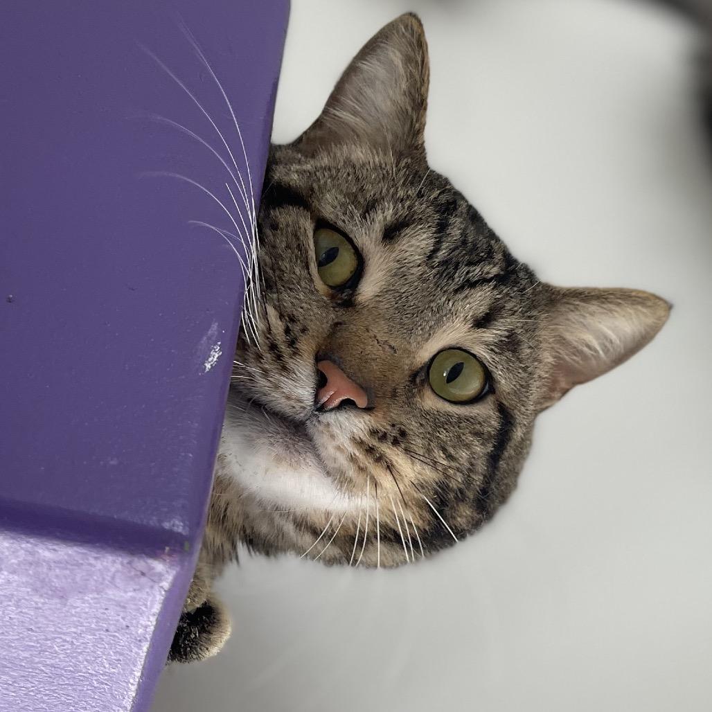 Stryker — thumbnail 2