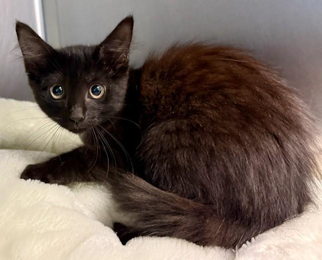 GRAPHITE, Adoptable, Kitten Female Domestic Medium Hair.
