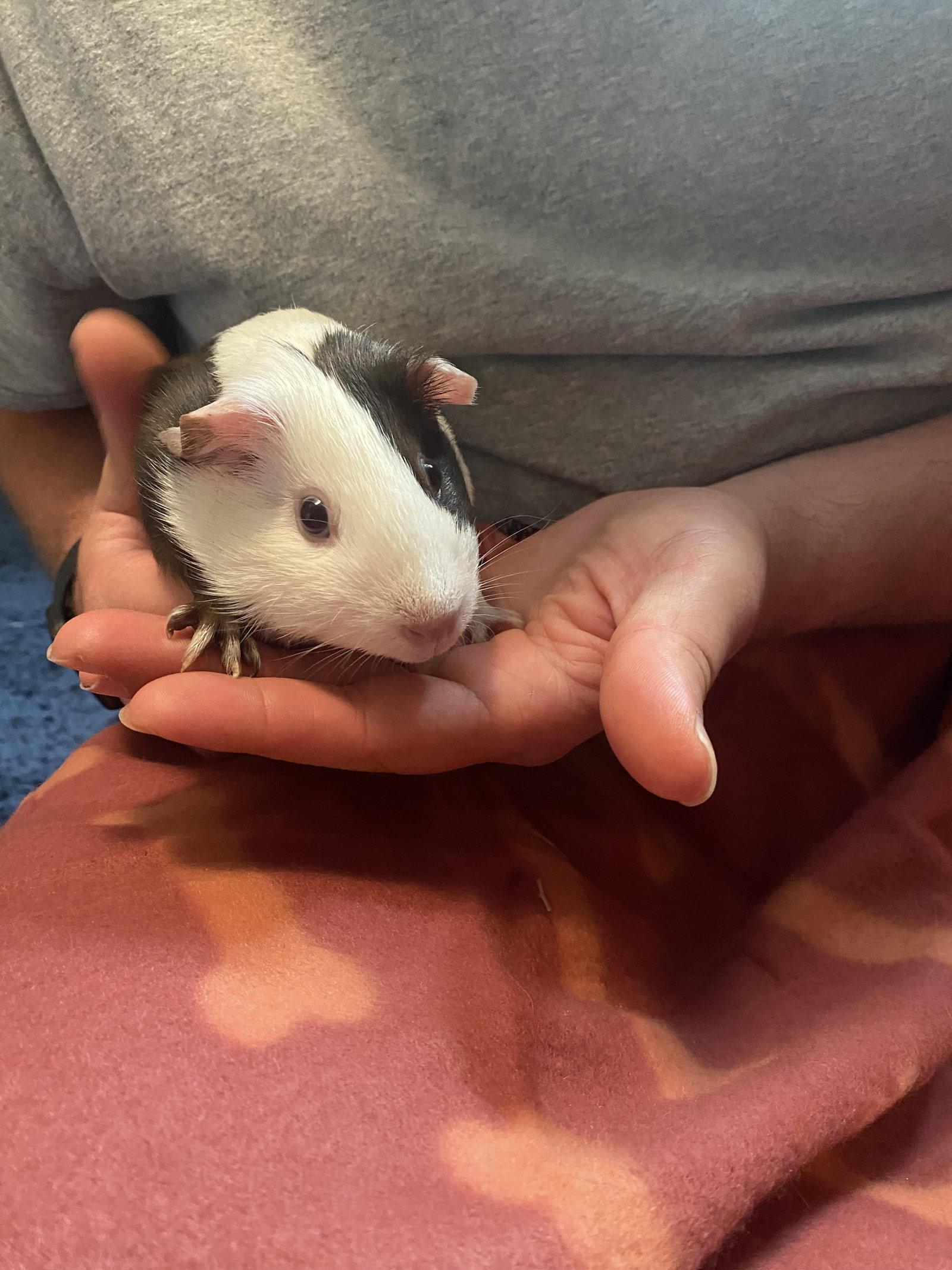 Enlarge Cupcake and Poptart, a Adoptable Guinea Pig in Tonawanda, NY image 2/3