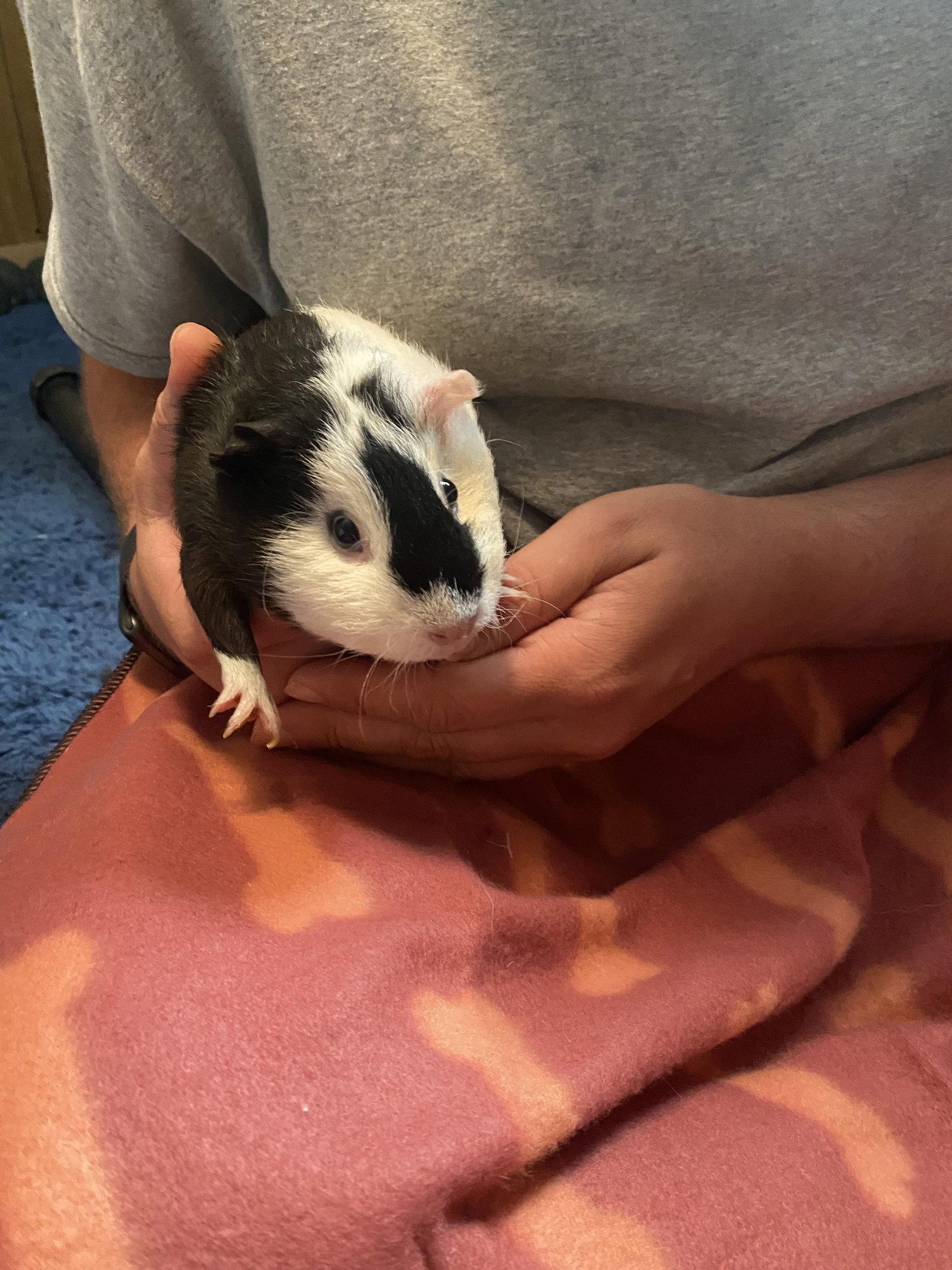 Enlarge Cupcake and Poptart, a Adoptable Guinea Pig in Tonawanda, NY image 3/3