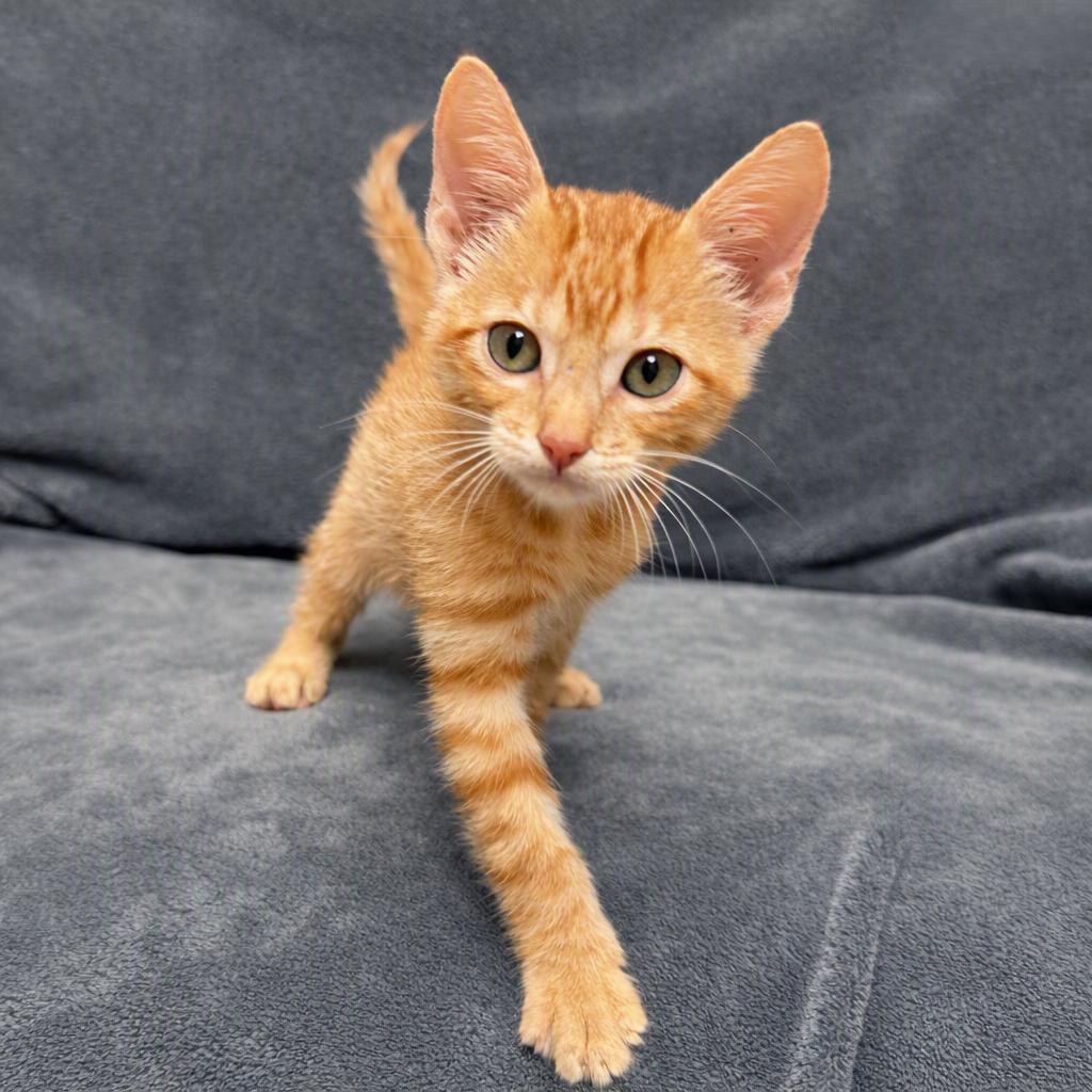 Enlarge Aurthur, a Adoptable mixed breed in Brenham, TX image 6/6