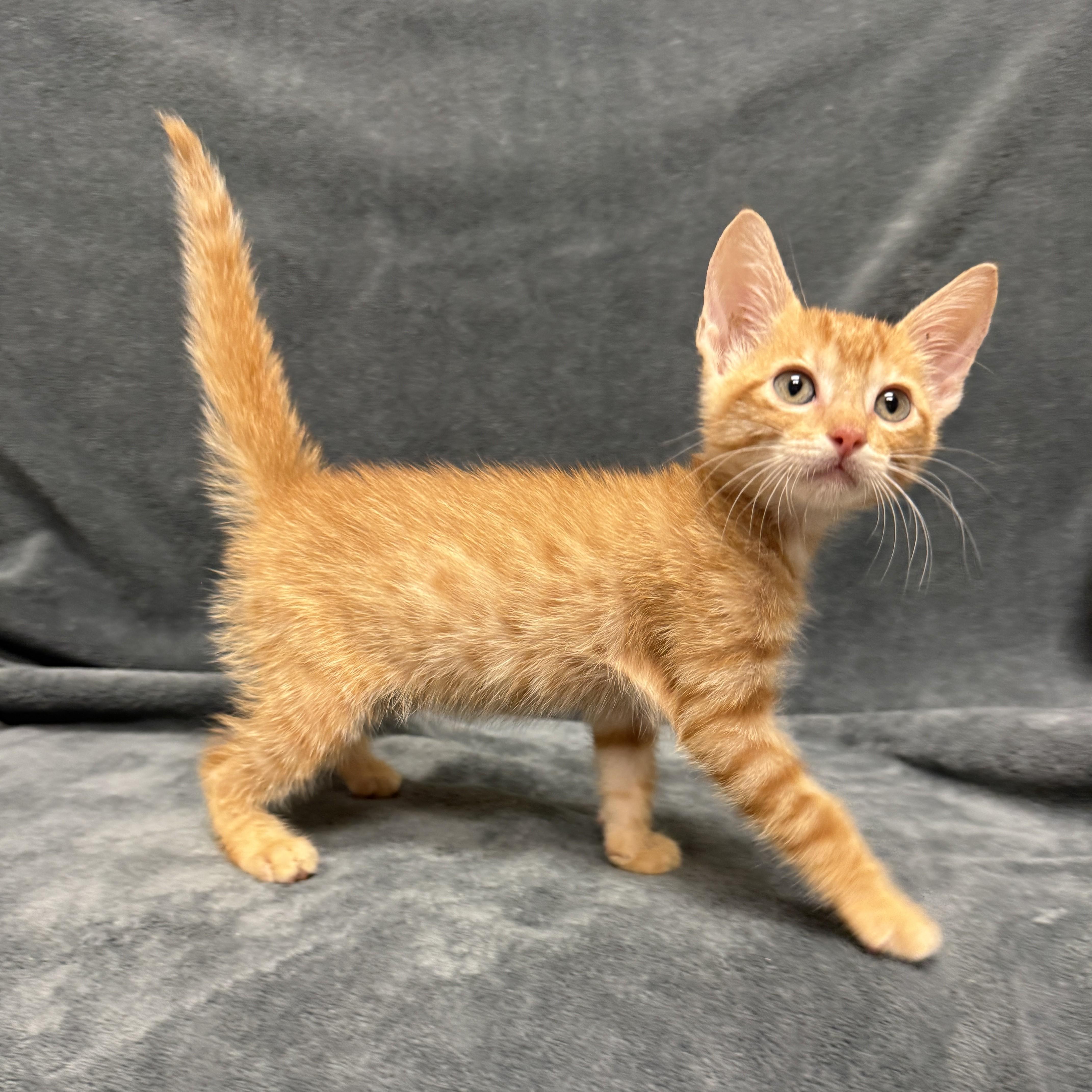 Enlarge Aurthur, a Adoptable mixed breed in Brenham, TX image 4/6