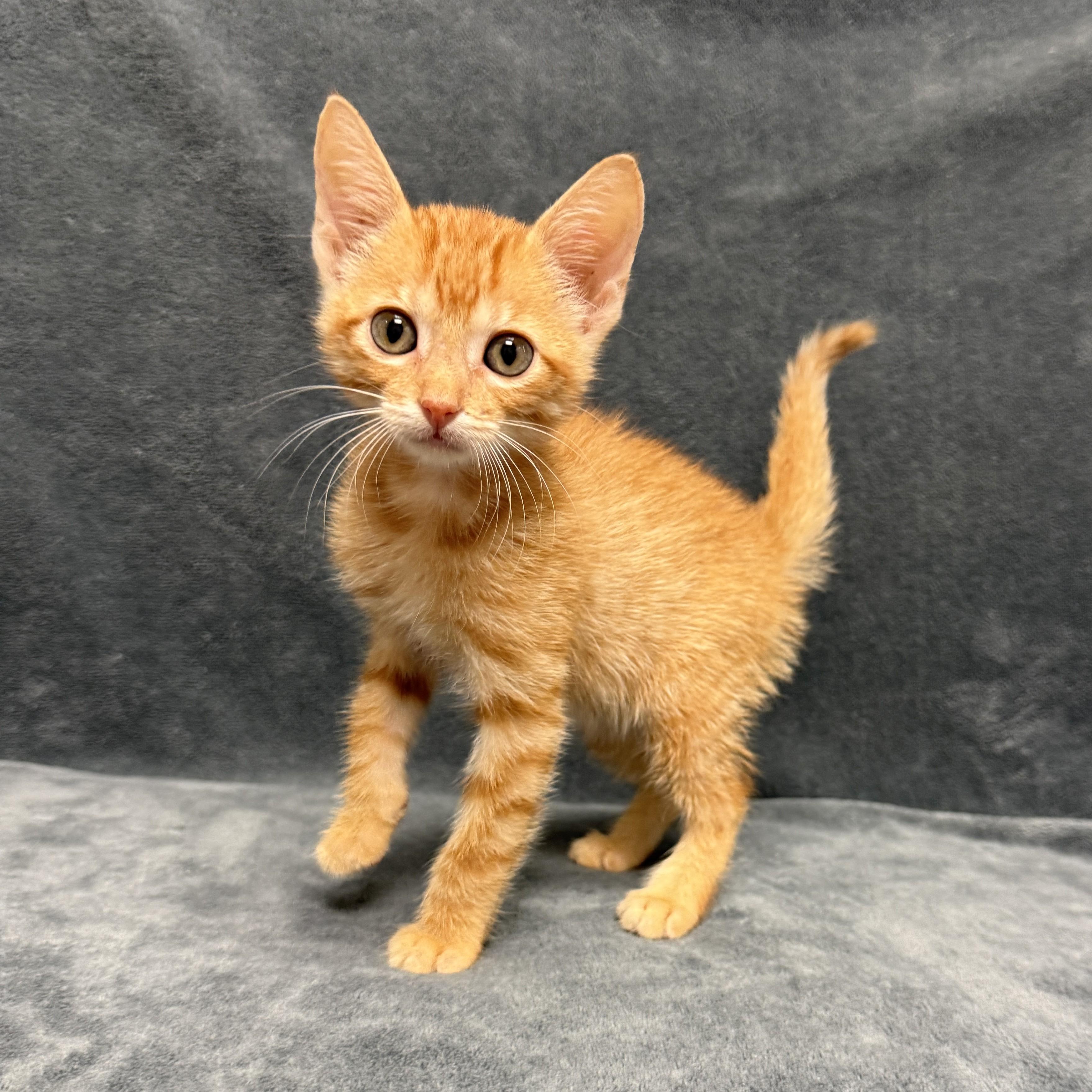 Enlarge Aurthur, a Adoptable mixed breed in Brenham, TX image 5/6